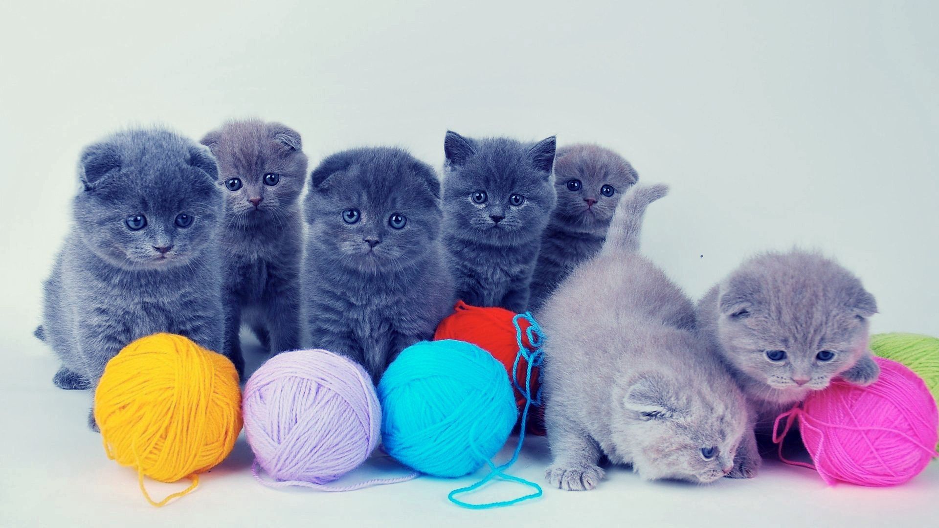 kittens, animals, playful, balls, tangles, british lock screen backgrounds
