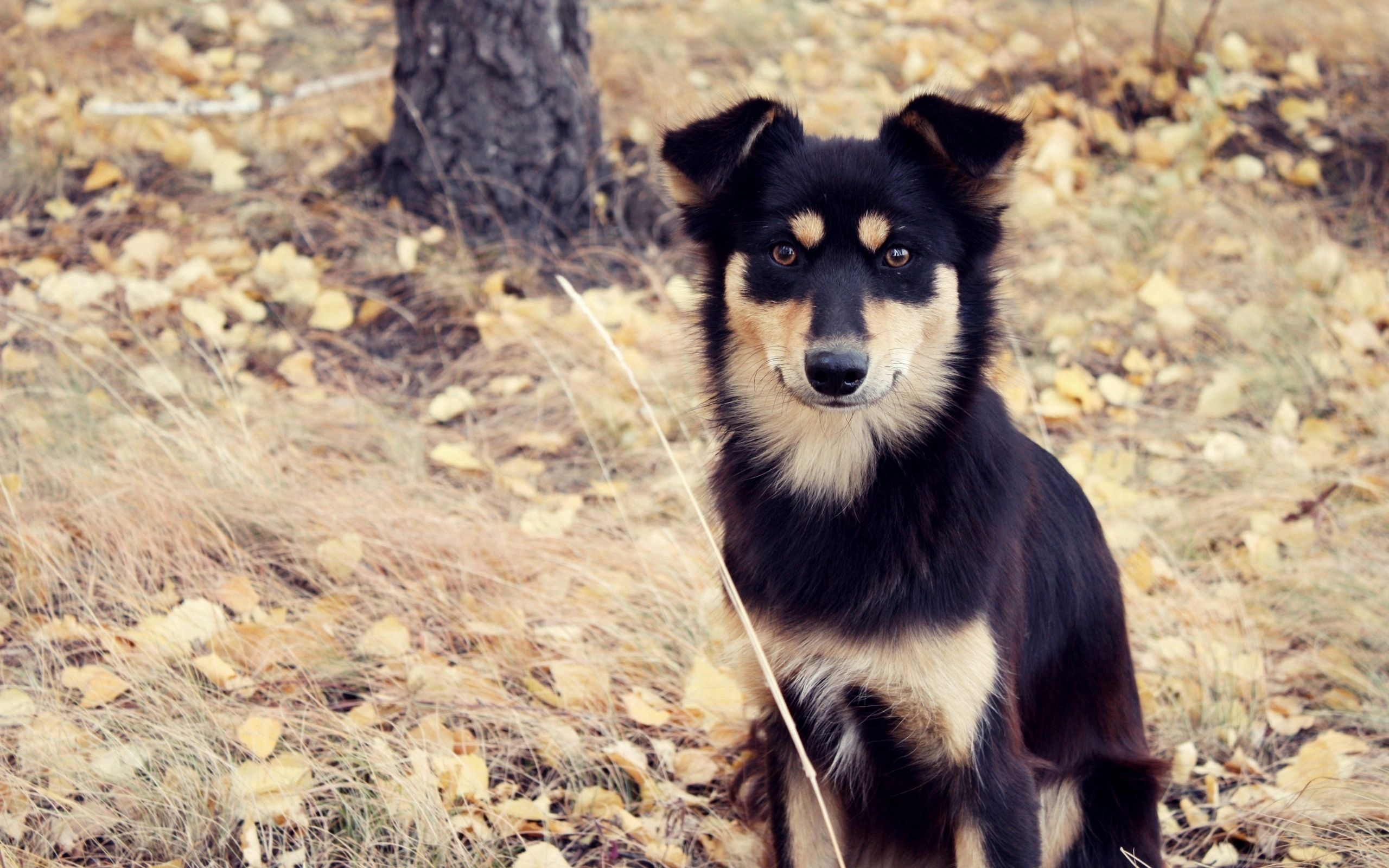 HD photos dog, stroll, animals, autumn