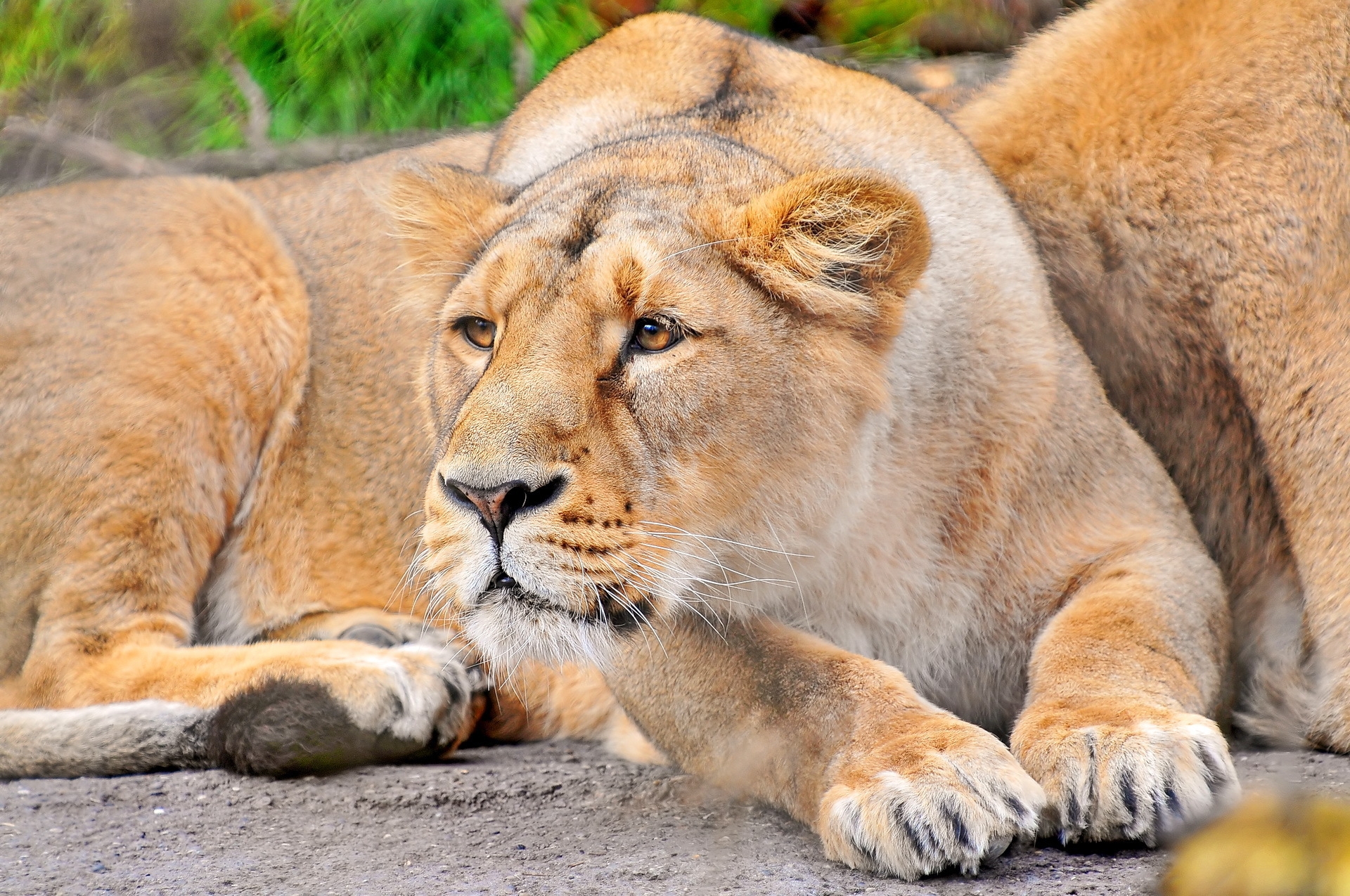 Картинки на заставку телефона животные лев