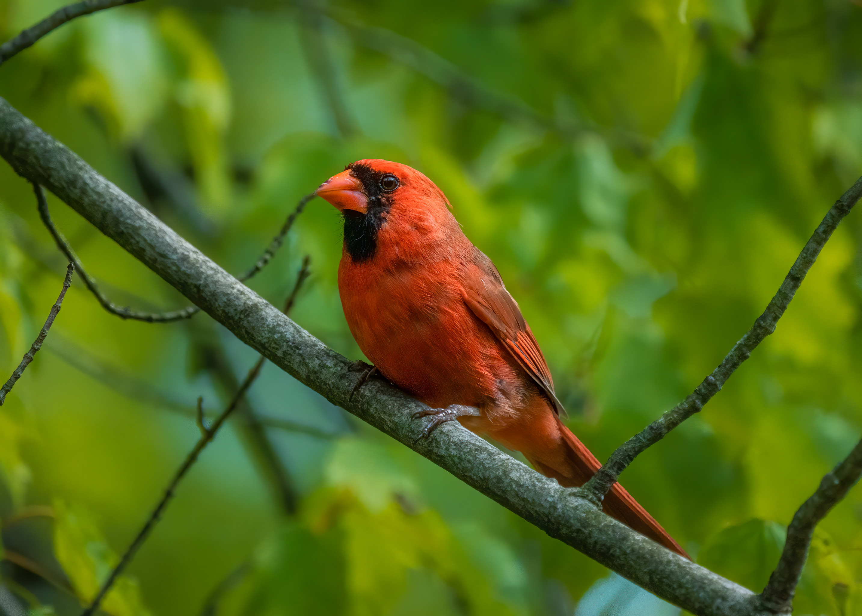 bird, animals, feather, branch, red cardinal, cardinal 1080p