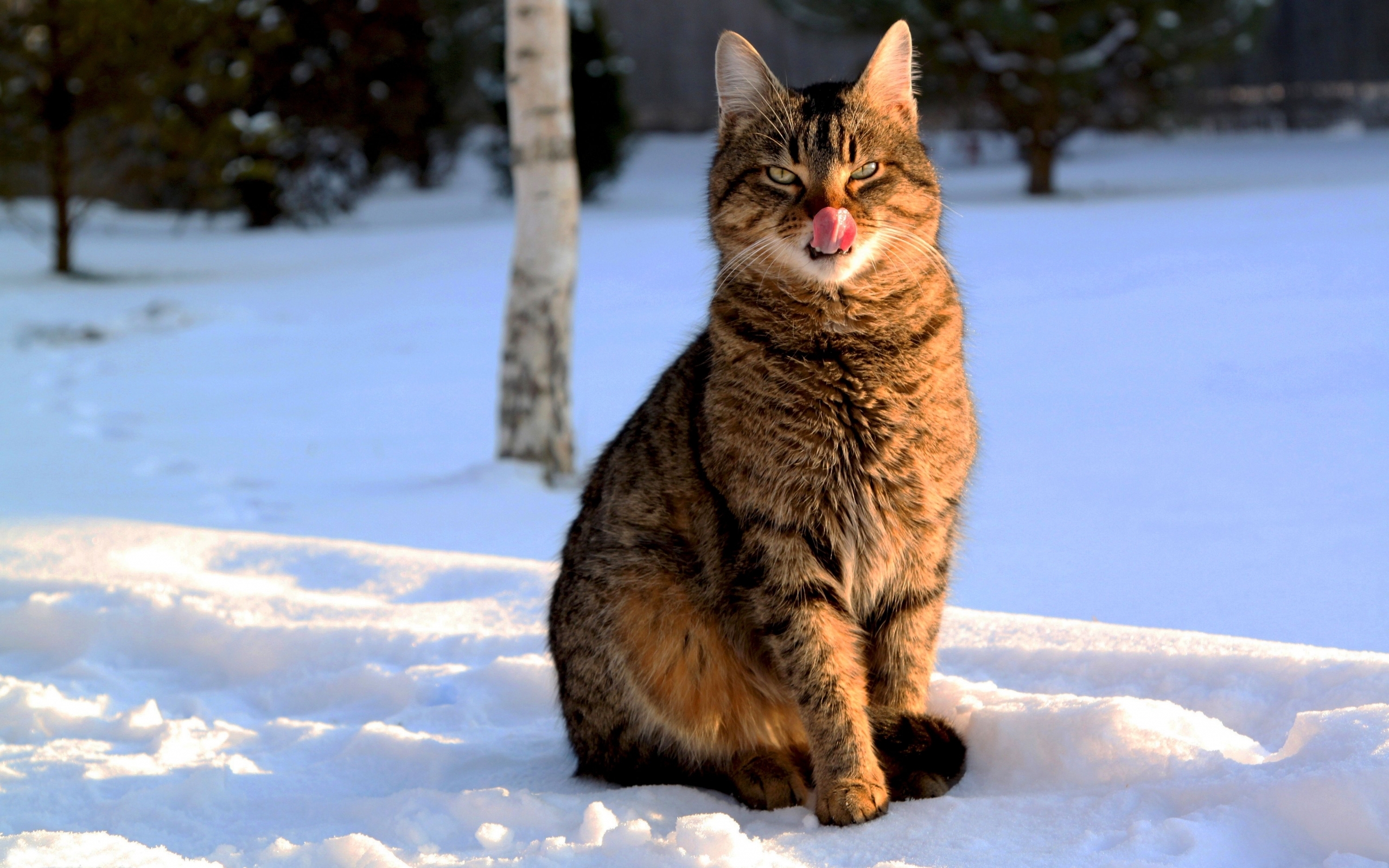 Handy-Wallpaper Katzen, Tiere, Schnee kostenlos herunterladen.