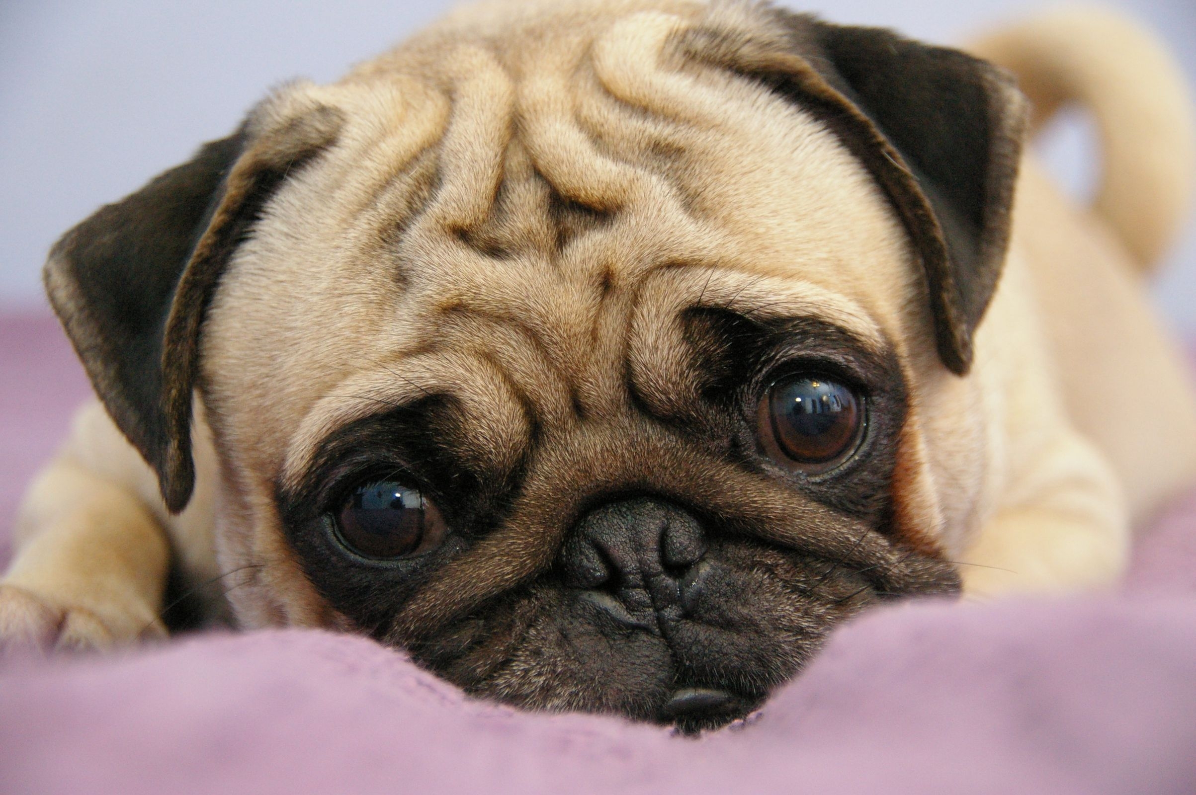 91062 download wallpaper animals, to lie down, lie, muzzle, sight, opinion, puppy, pug screensavers and pictures for free
