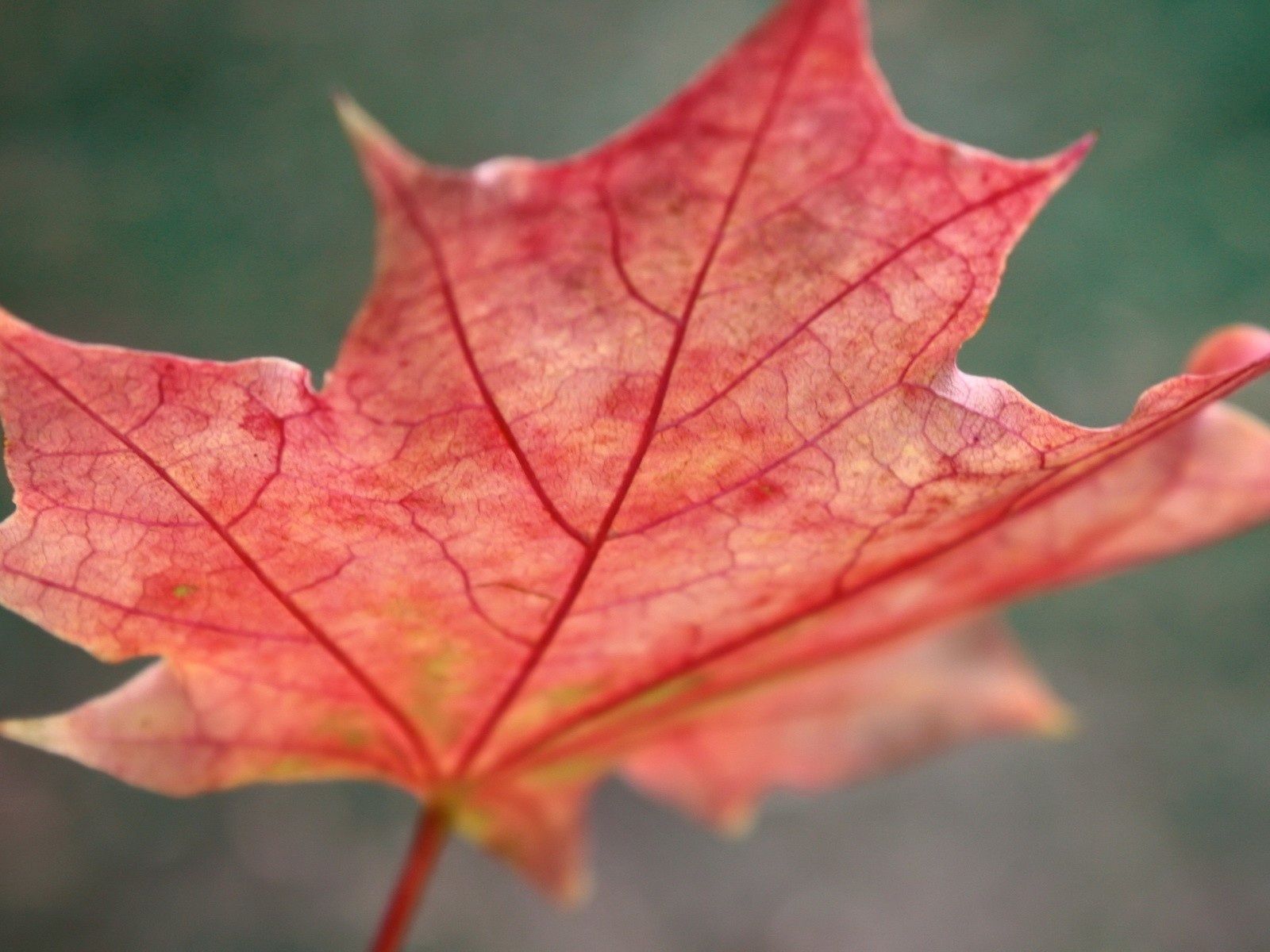 autumn, red, macro, sheet, leaf, maple, fallen cellphone