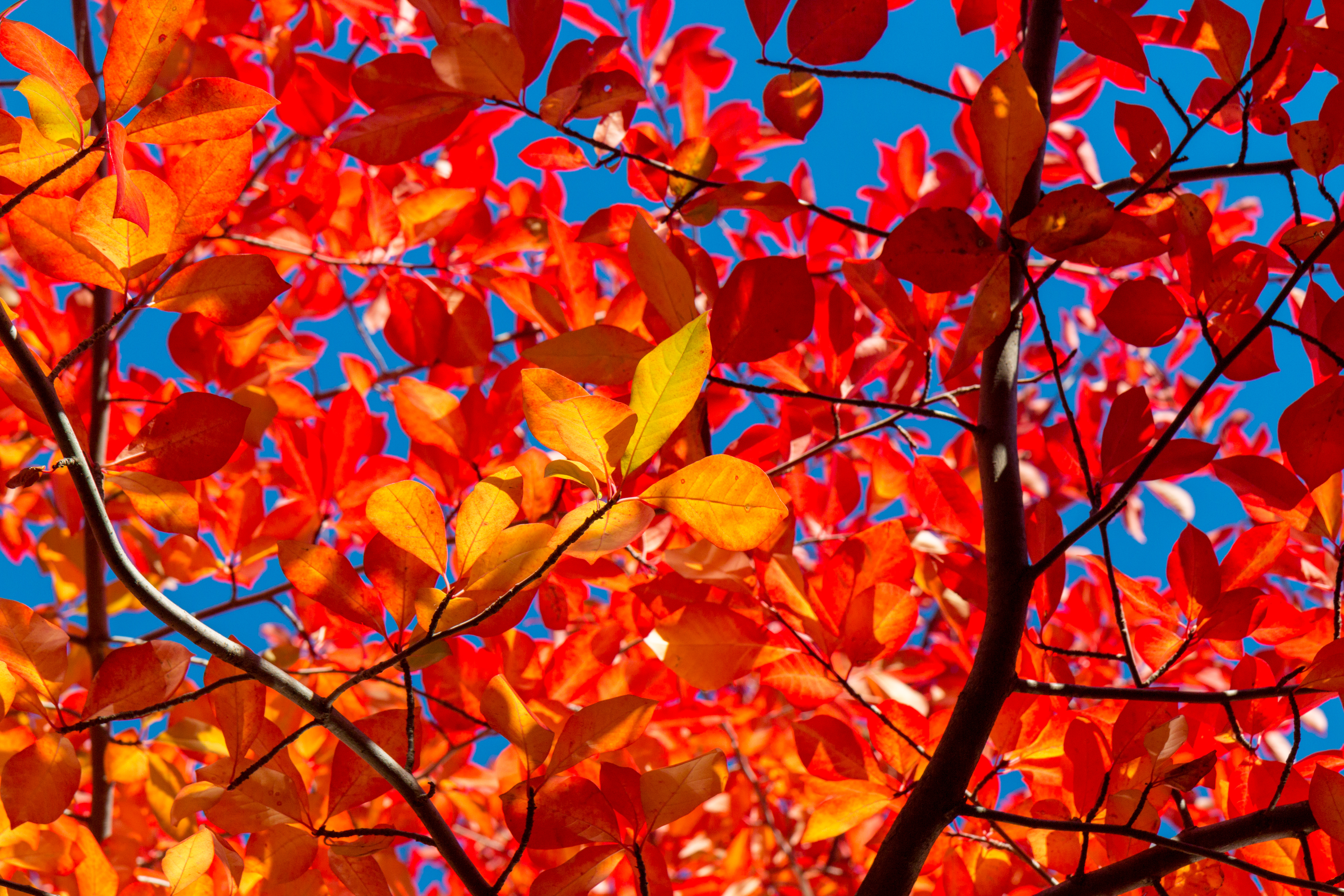 autumn, nature, leaves, branches, sunny, solar 32K