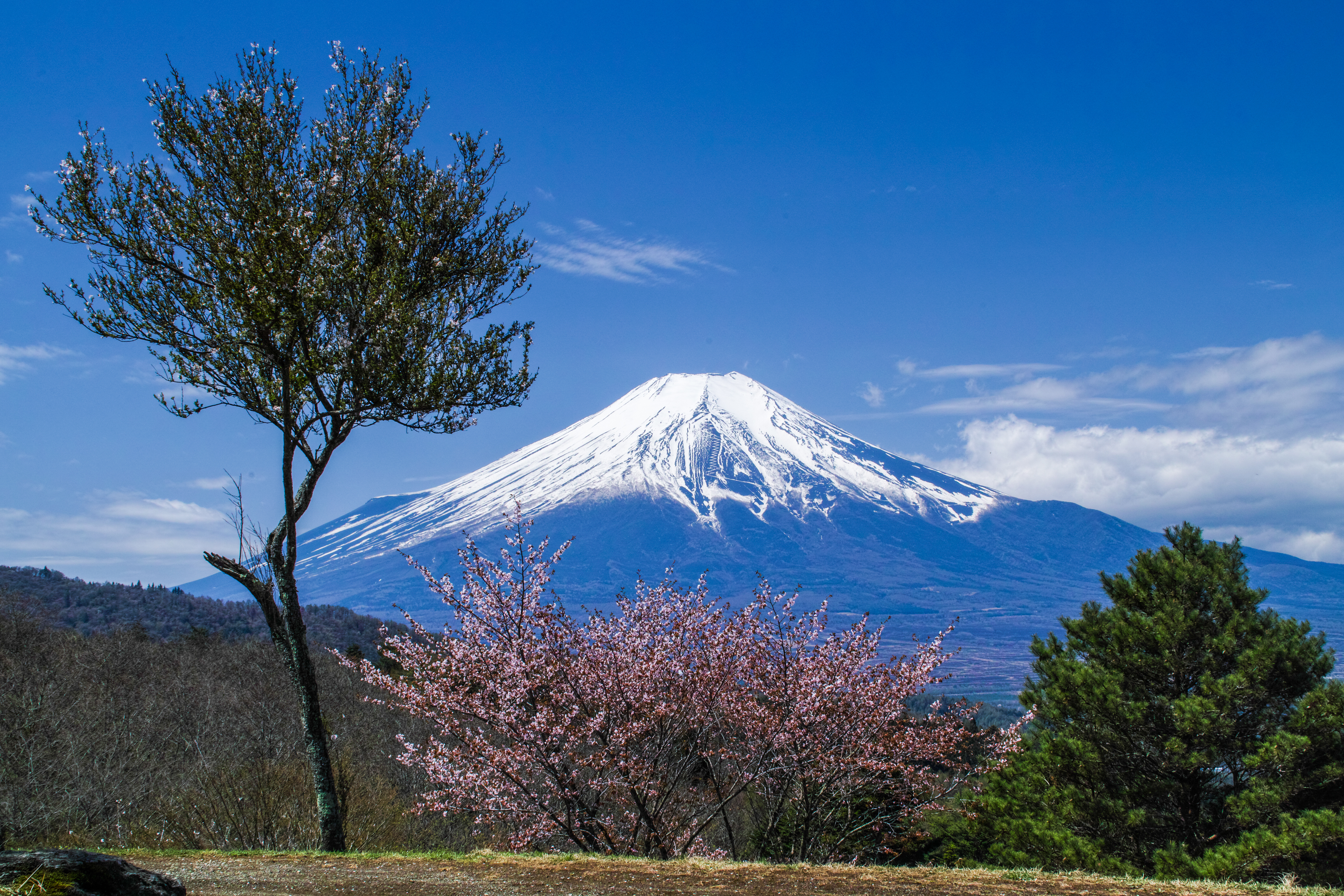 1523146壁紙のダウンロード春, 地球, 富士山, 桜の花, 桜, 日本, さくら, サミット, 火山-スクリーンセーバーと写真を無料で