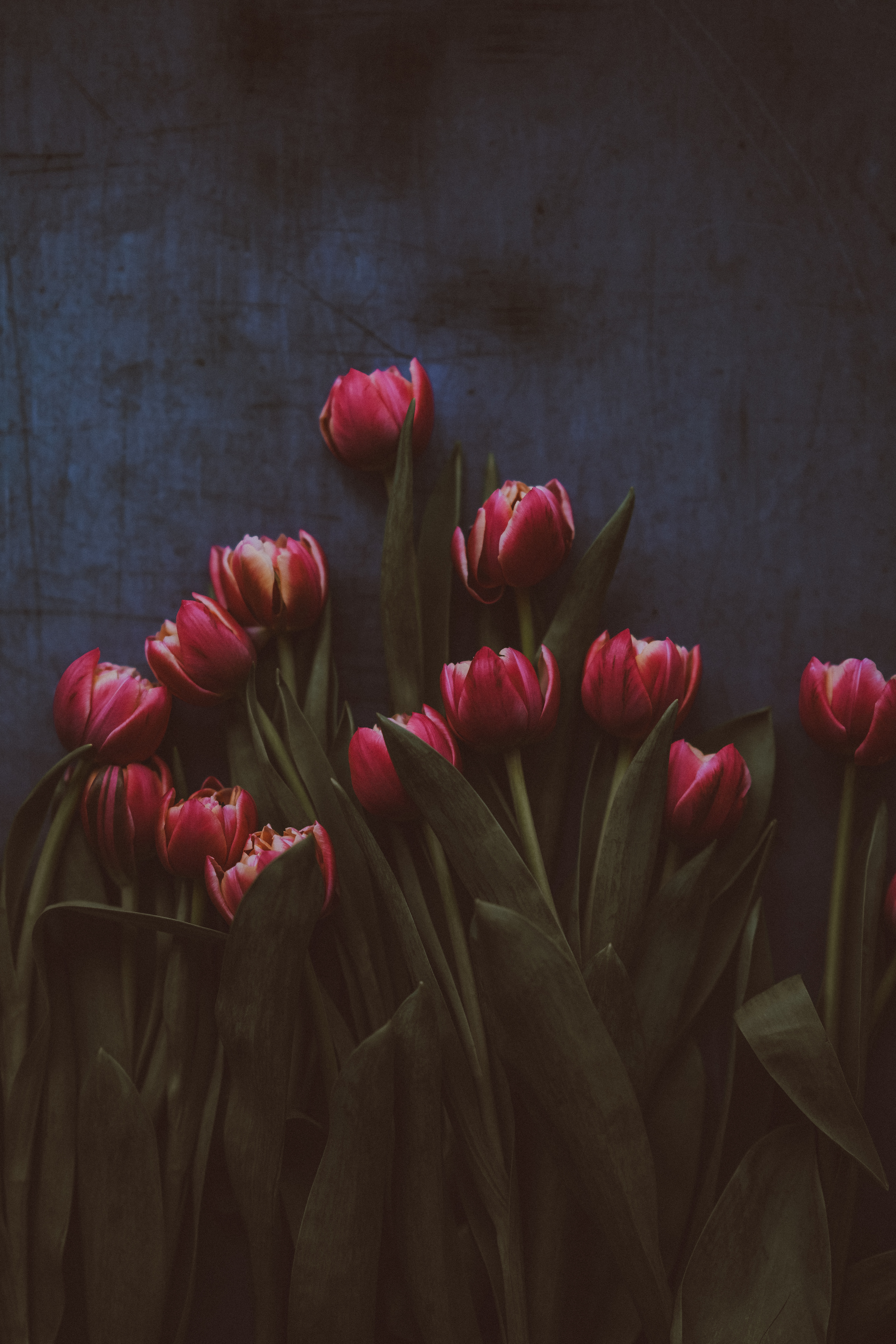 76781 Bildschirmschoner und Hintergrundbilder Tulpen auf Ihrem Telefon. Laden Sie bouquet, blumen, strauß Bilder kostenlos herunter