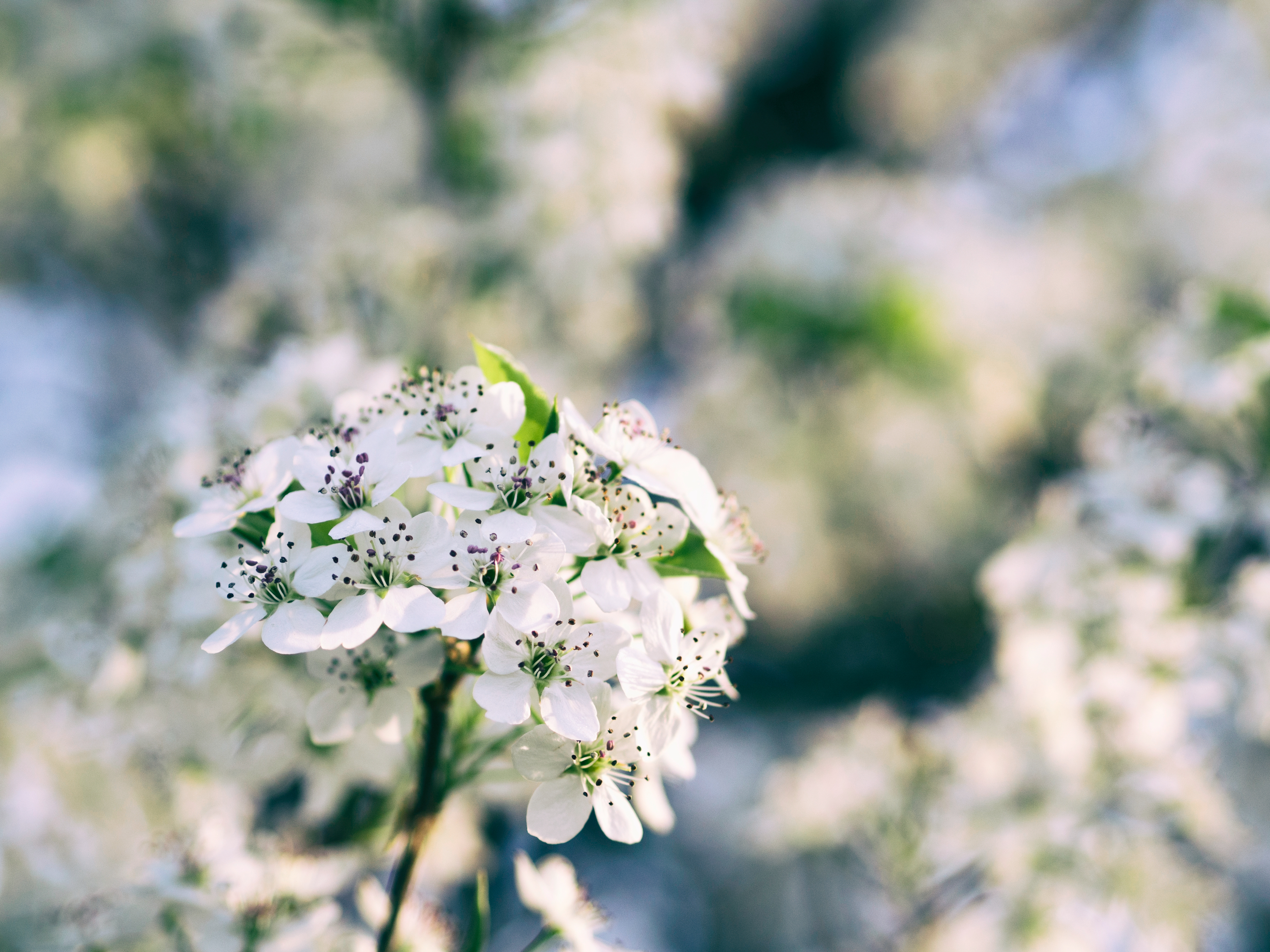 Laden Sie das Blumen, Blühen, Blühenden, Ast, Zweig, Frühling-Bild kostenlos auf Ihren PC-Desktop herunter