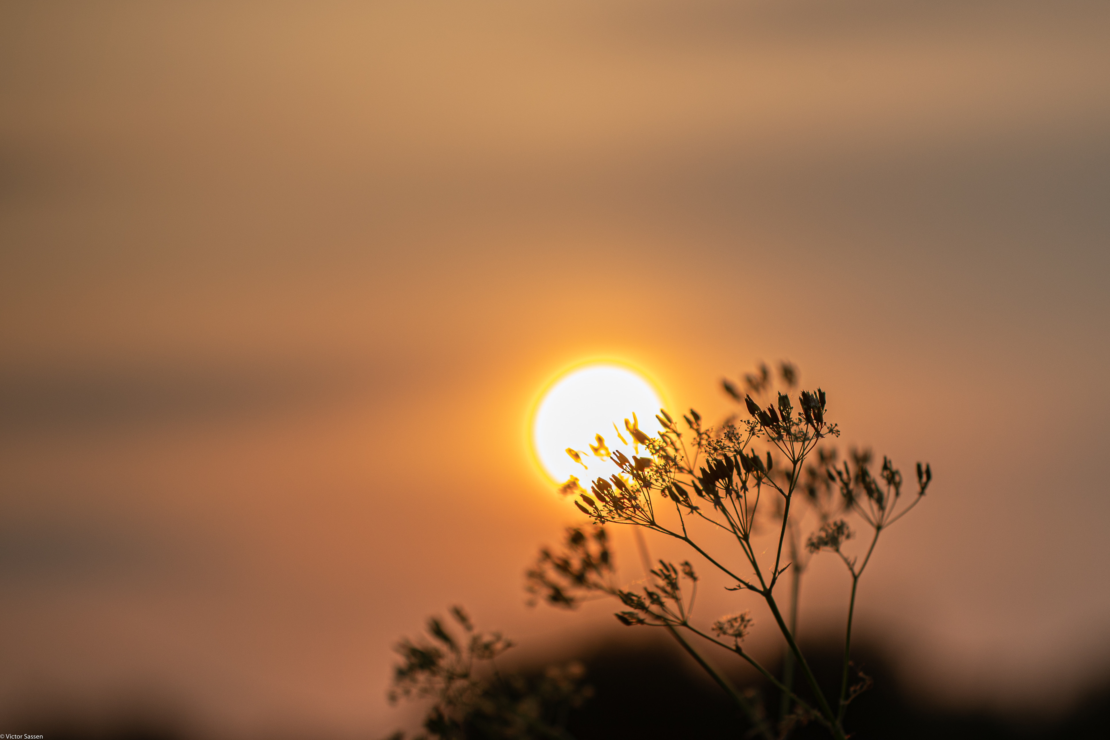 sun, nature, sunset, blur, smooth, branch 4K