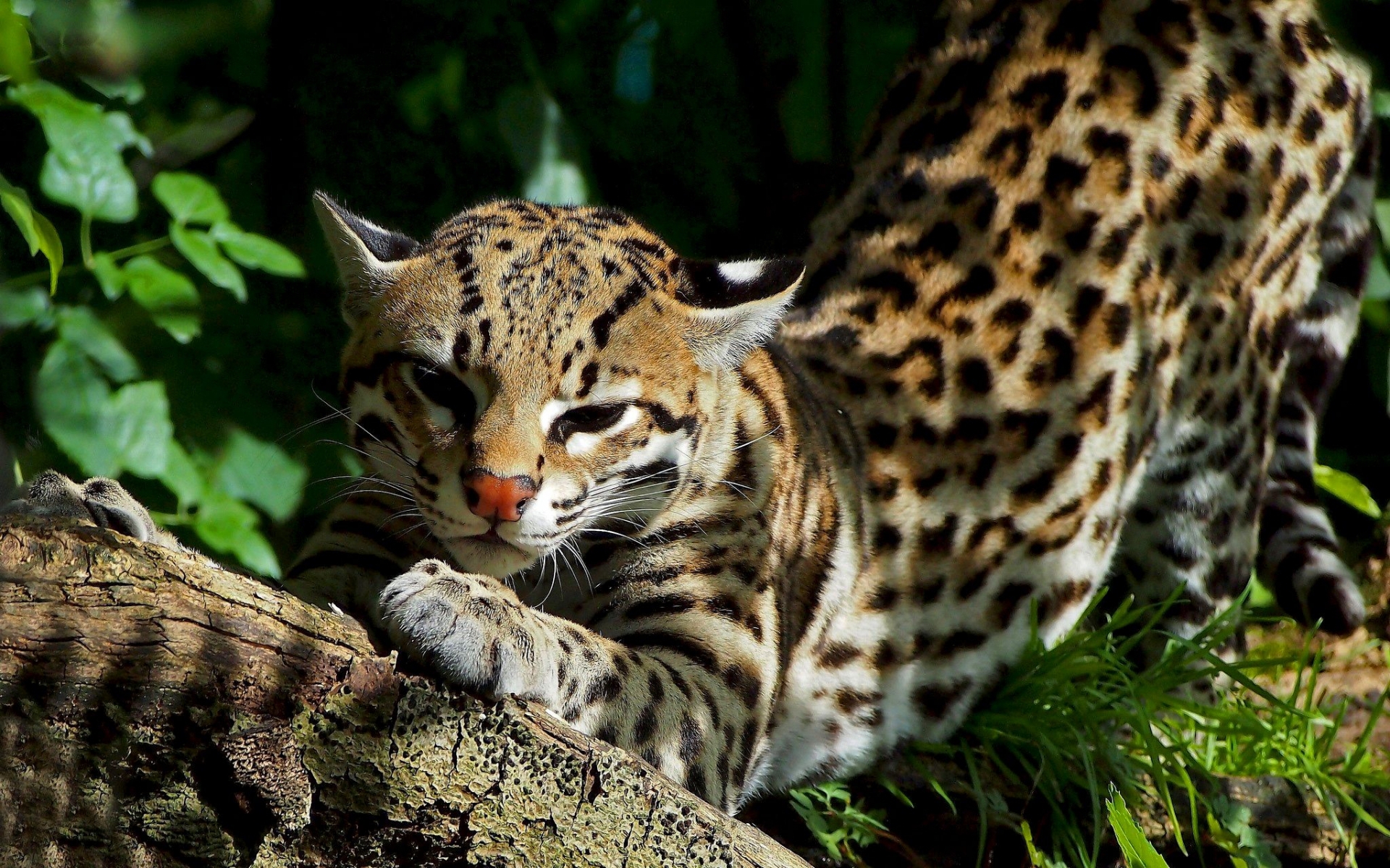 37023 Bild herunterladen tiere, leopards - Hintergrundbilder und Bildschirmschoner kostenlos