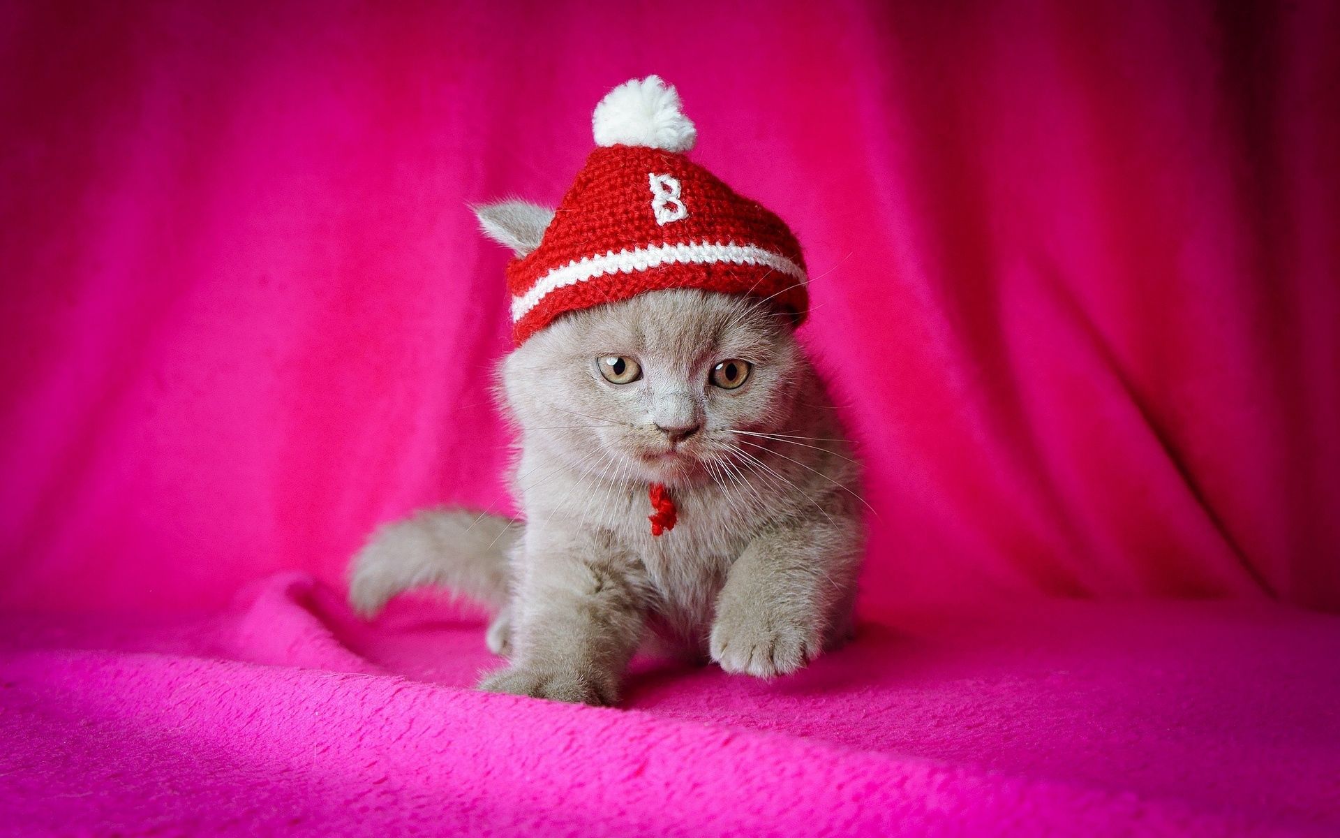 57724 3840x2160 PC pictures for free, download tot, kitten, kitty, sit 3840x2160 wallpapers on your desktop