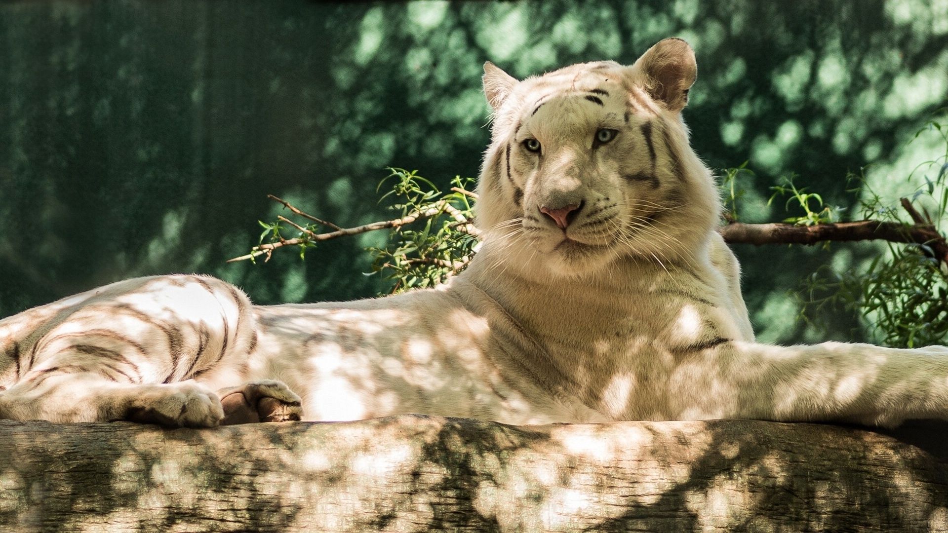 57499 скачать обои белый тигр, животные, хищник, тигр, кошка, бревно - заставки и картинки бесплатно