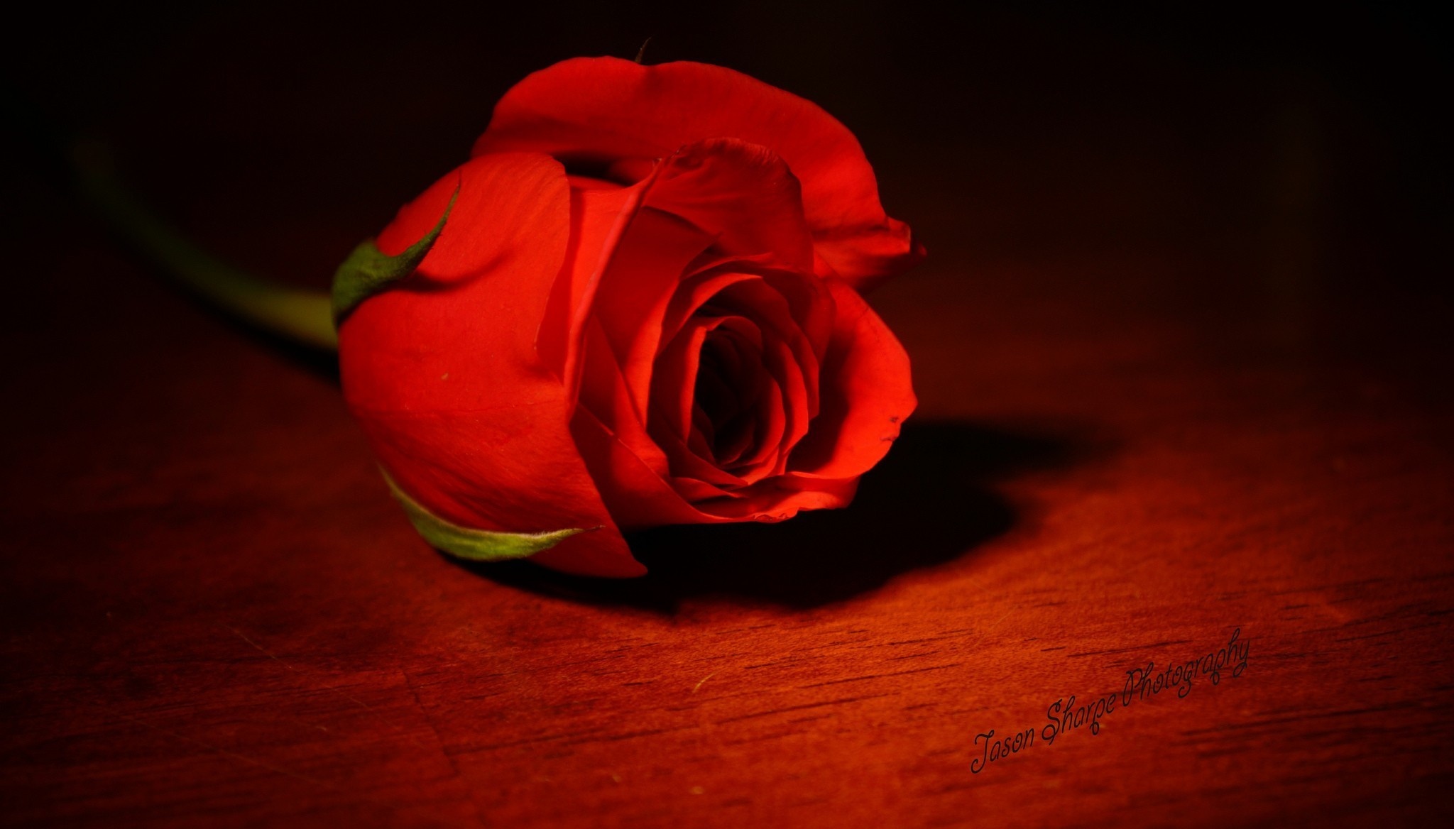 Одна красная роза