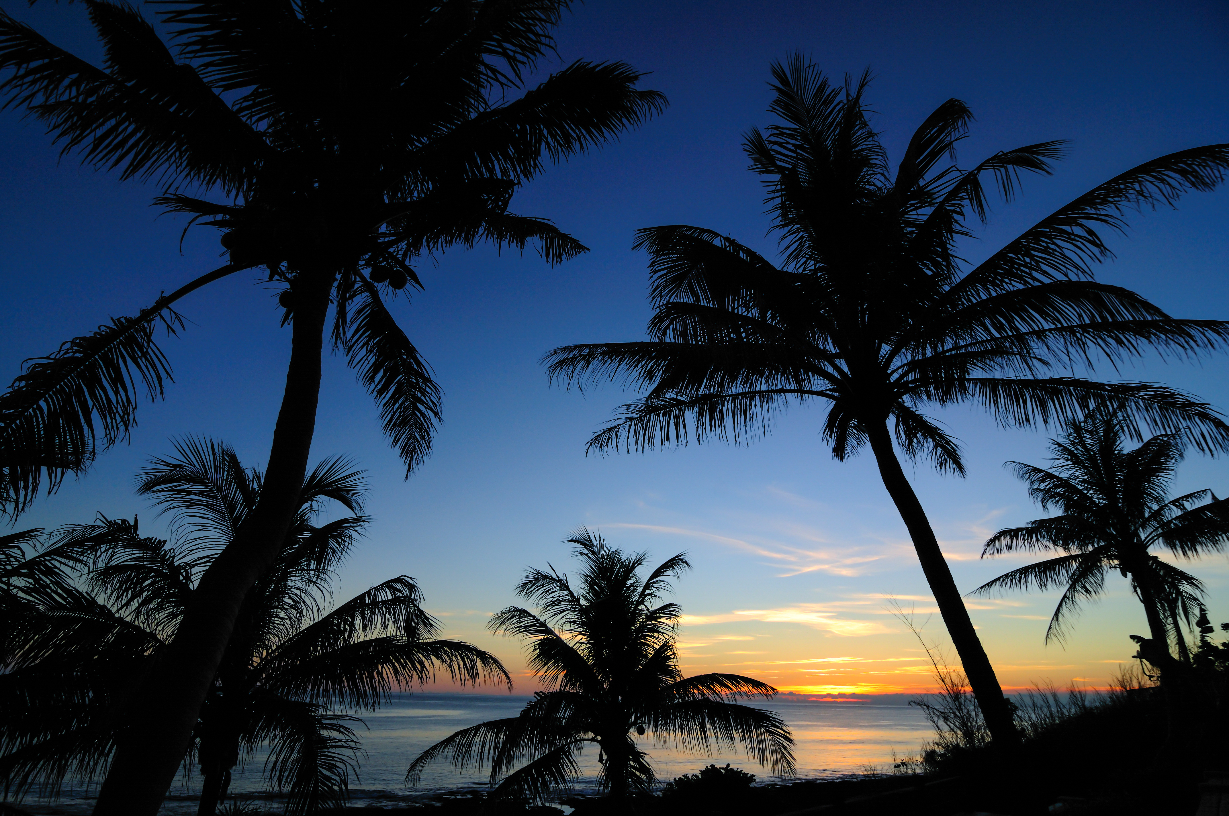 sunset, palms, nature, sea Free HD pic