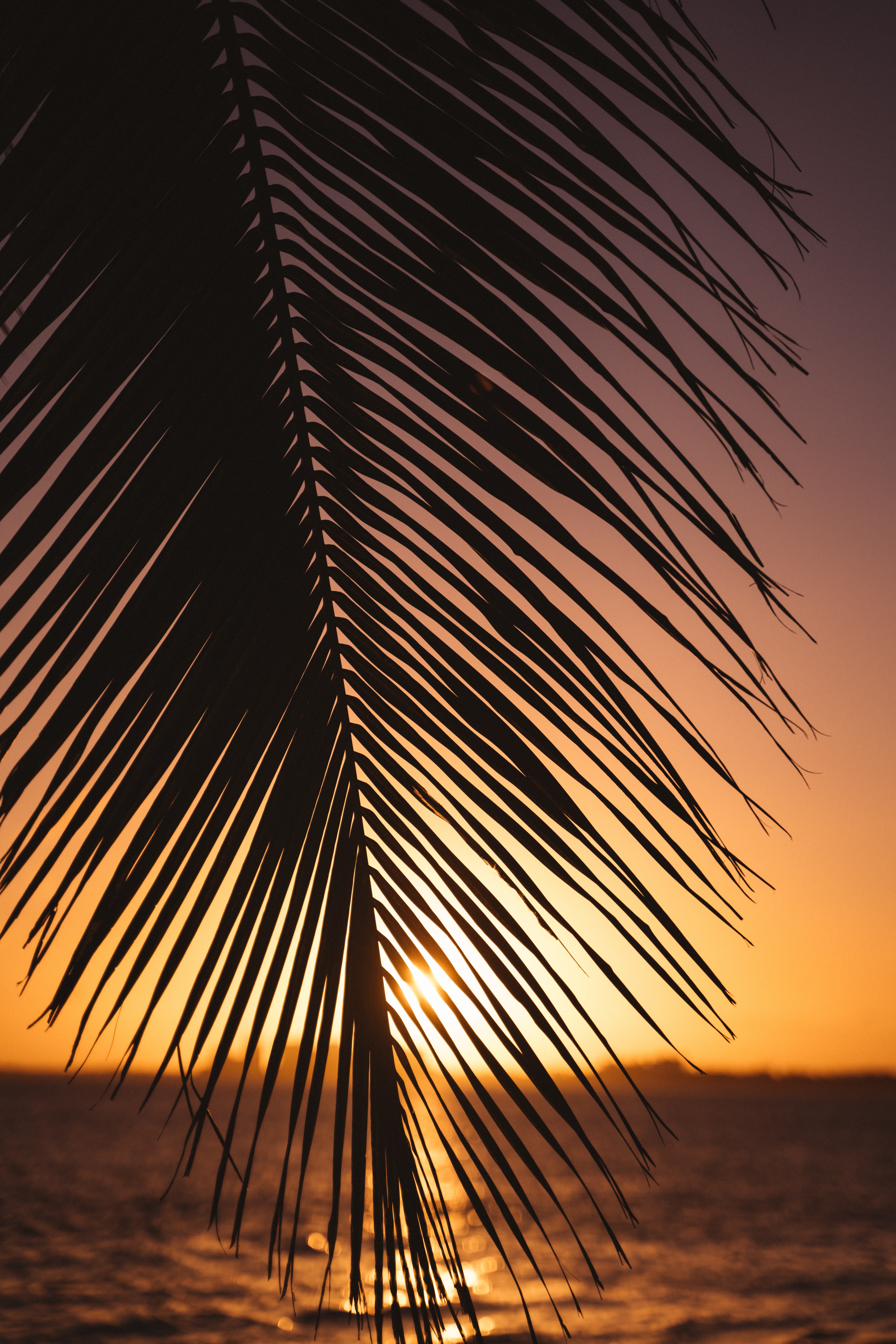Laden Sie das Natur, Sunset, Horizont, Palme, Palm, Blatt-Bild kostenlos auf Ihren PC-Desktop herunter