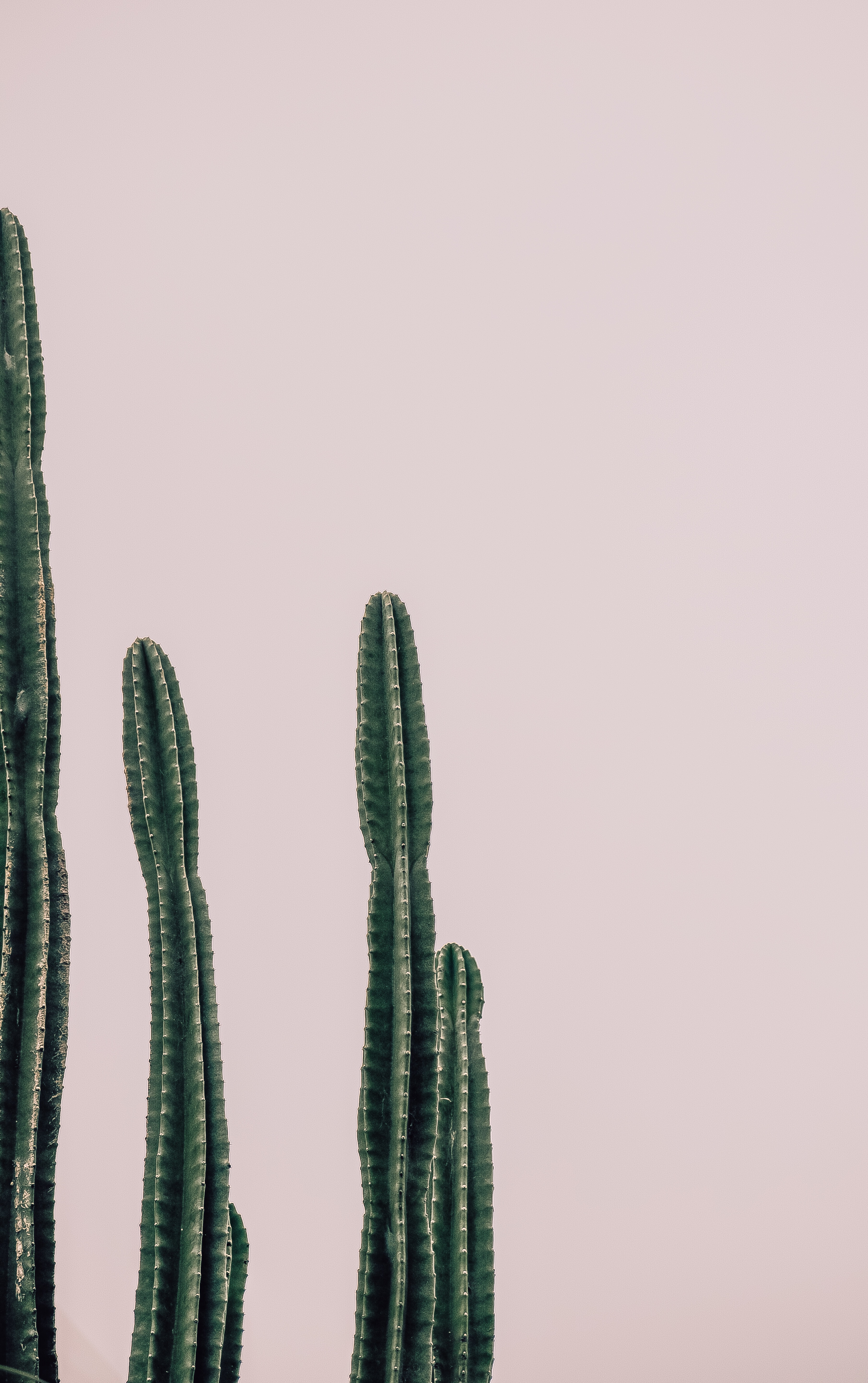 129923 Bild herunterladen kaktus, minimalismus, pflanze, stacheldraht, stacheligen - Hintergrundbilder und Bildschirmschoner kostenlos