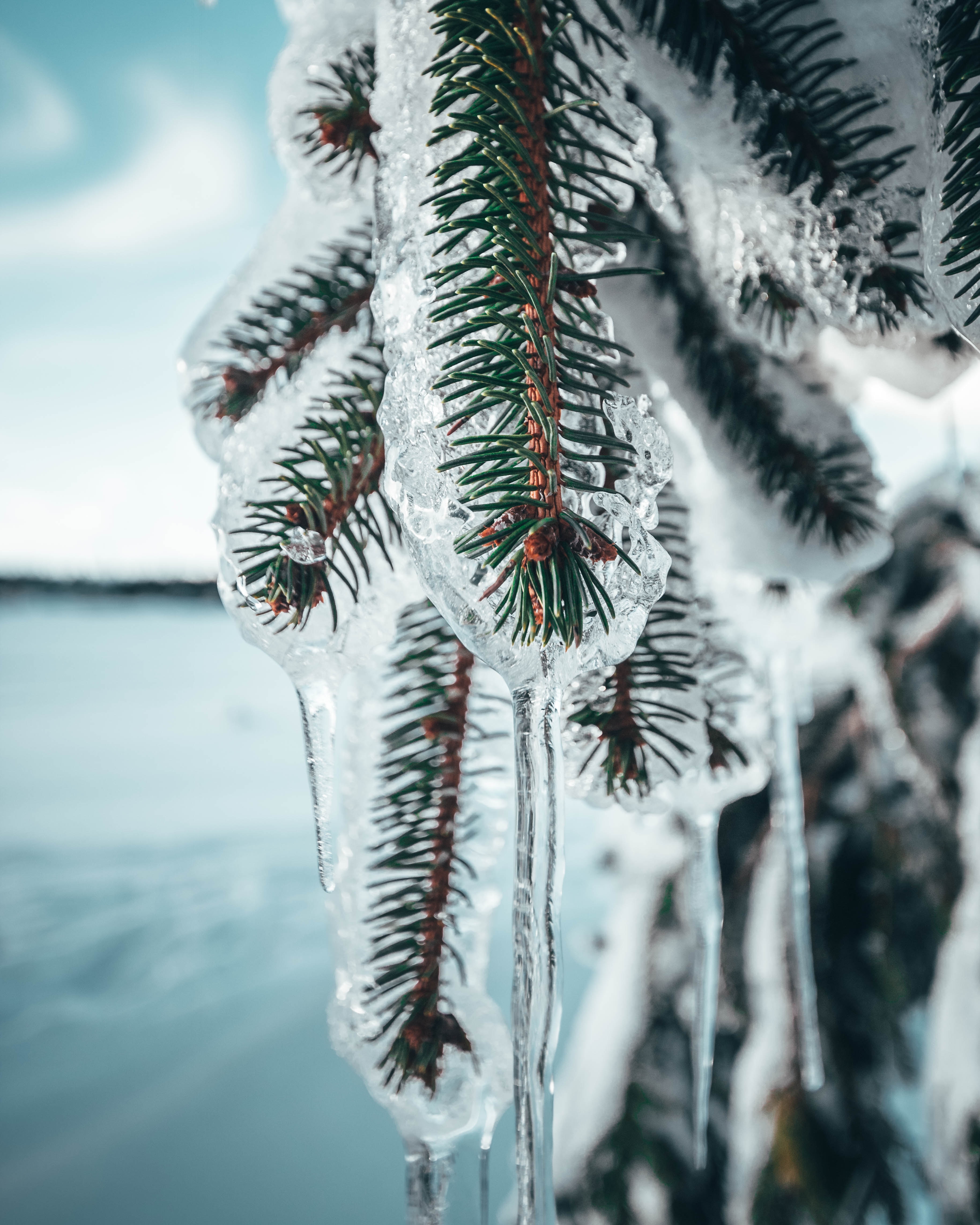 Latest Mobile Wallpaper pine, frozen, macro, branches