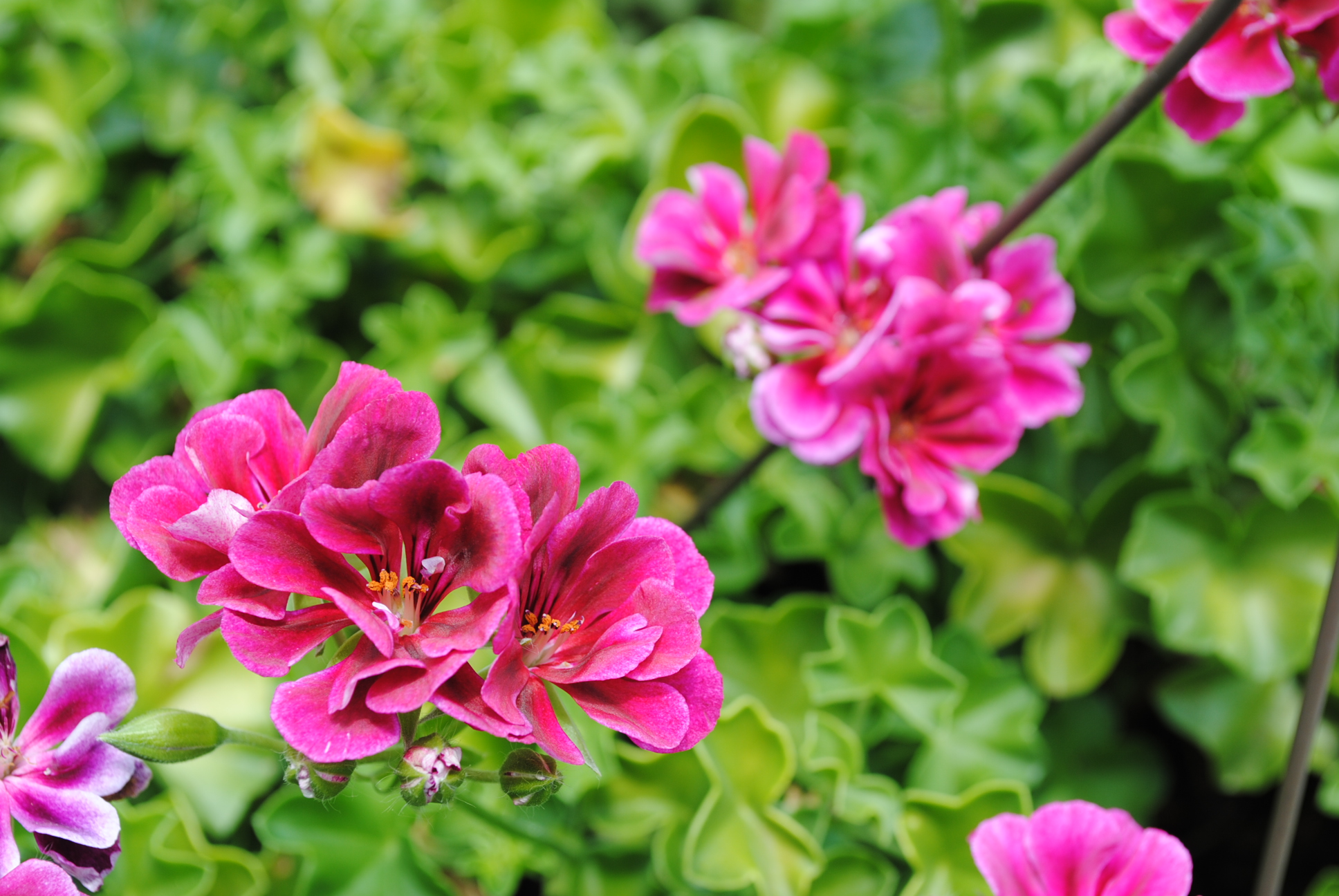 Pink Flower HD download for free