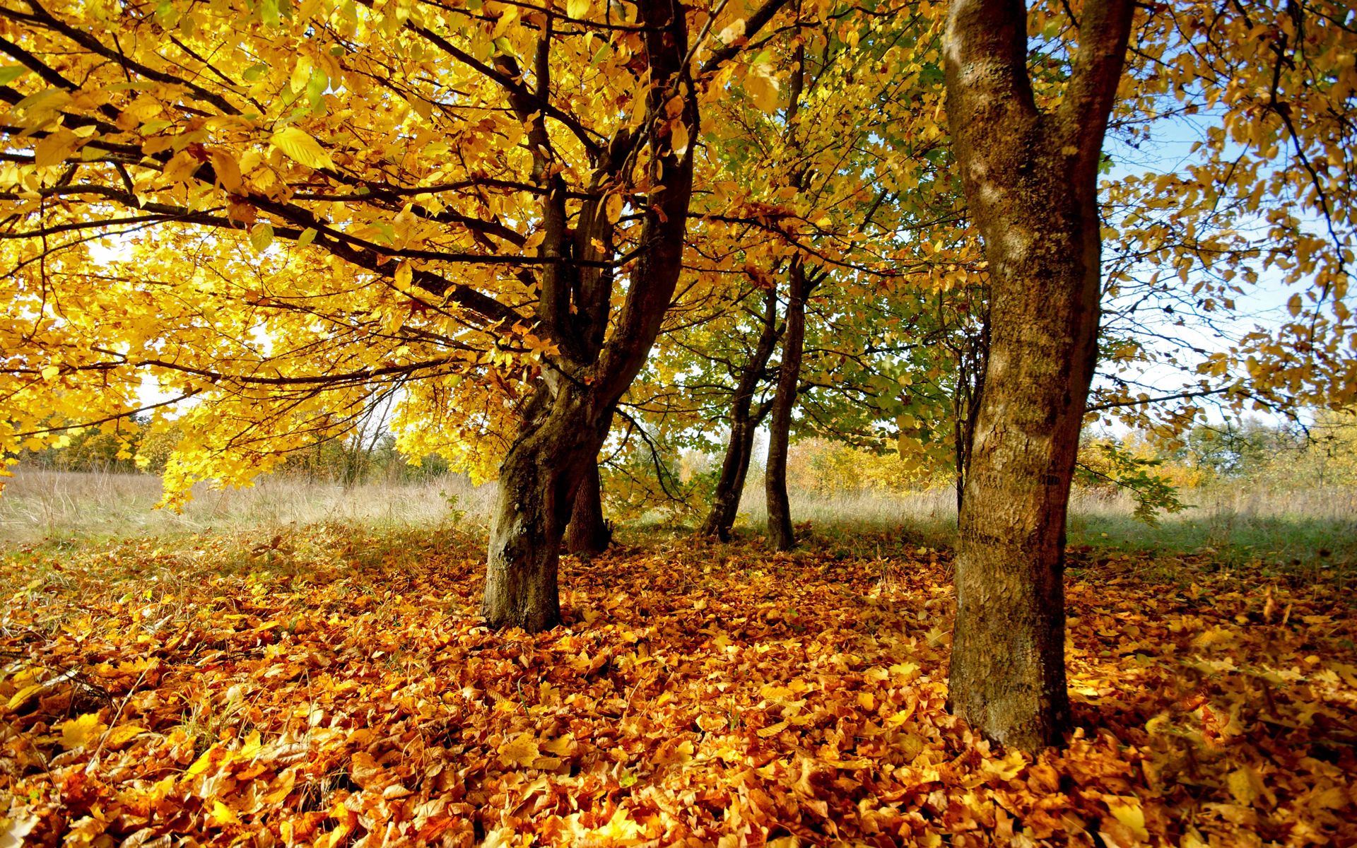 Handy-Wallpaper Herbst, Blätter, Natur, Laub, Trocken kostenlos herunterladen.