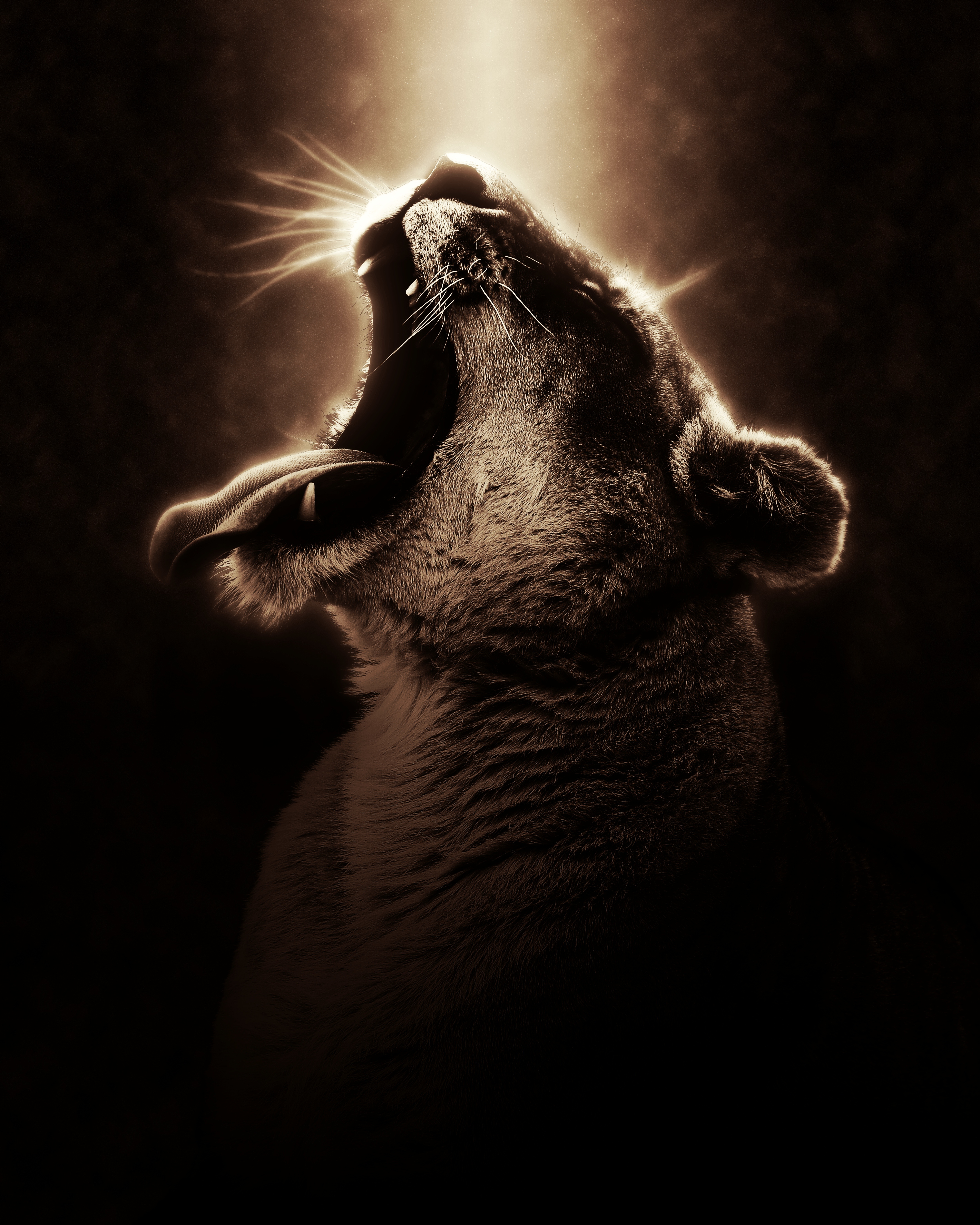 Laden Sie das Tiere, Dunkel, Grinsen, Grin, Löwe, Ein Löwe, Löwin, Photoshop-Bild kostenlos auf Ihren PC-Desktop herunter
