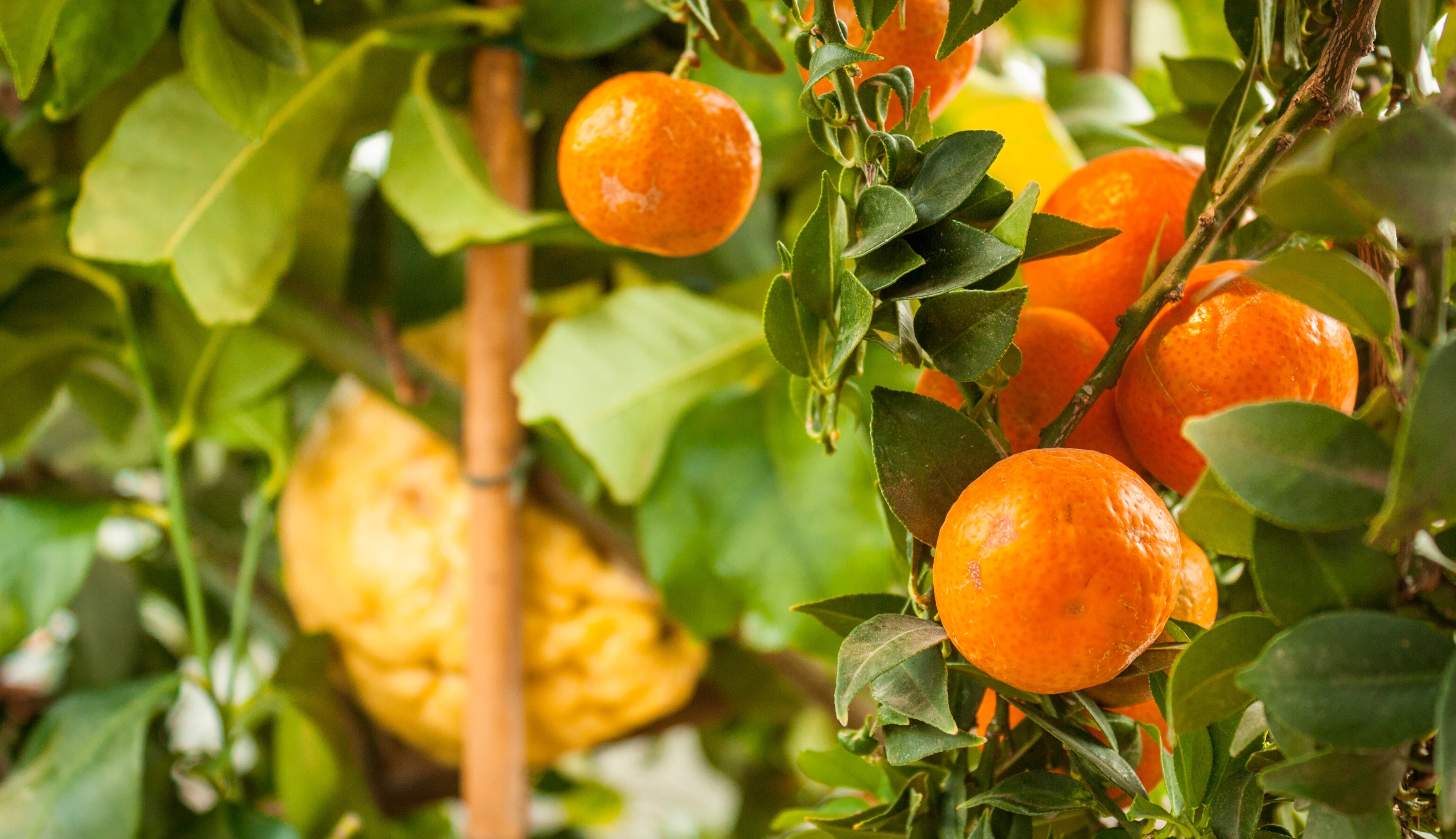 Handy-Wallpaper Blätter, Obst, Lebensmittel, Mandarinen, Zitrusfrüchte, Zitrus, Garten kostenlos herunterladen.
