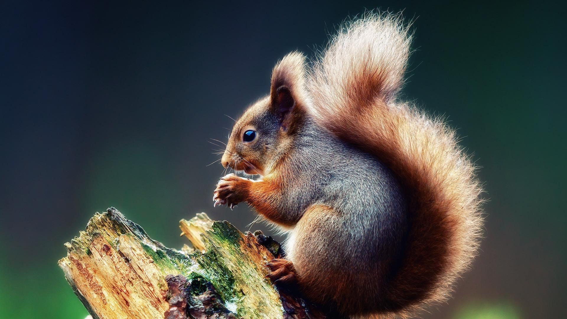 27905 Bild herunterladen tiere, eichhörnchen - Hintergrundbilder und Bildschirmschoner kostenlos