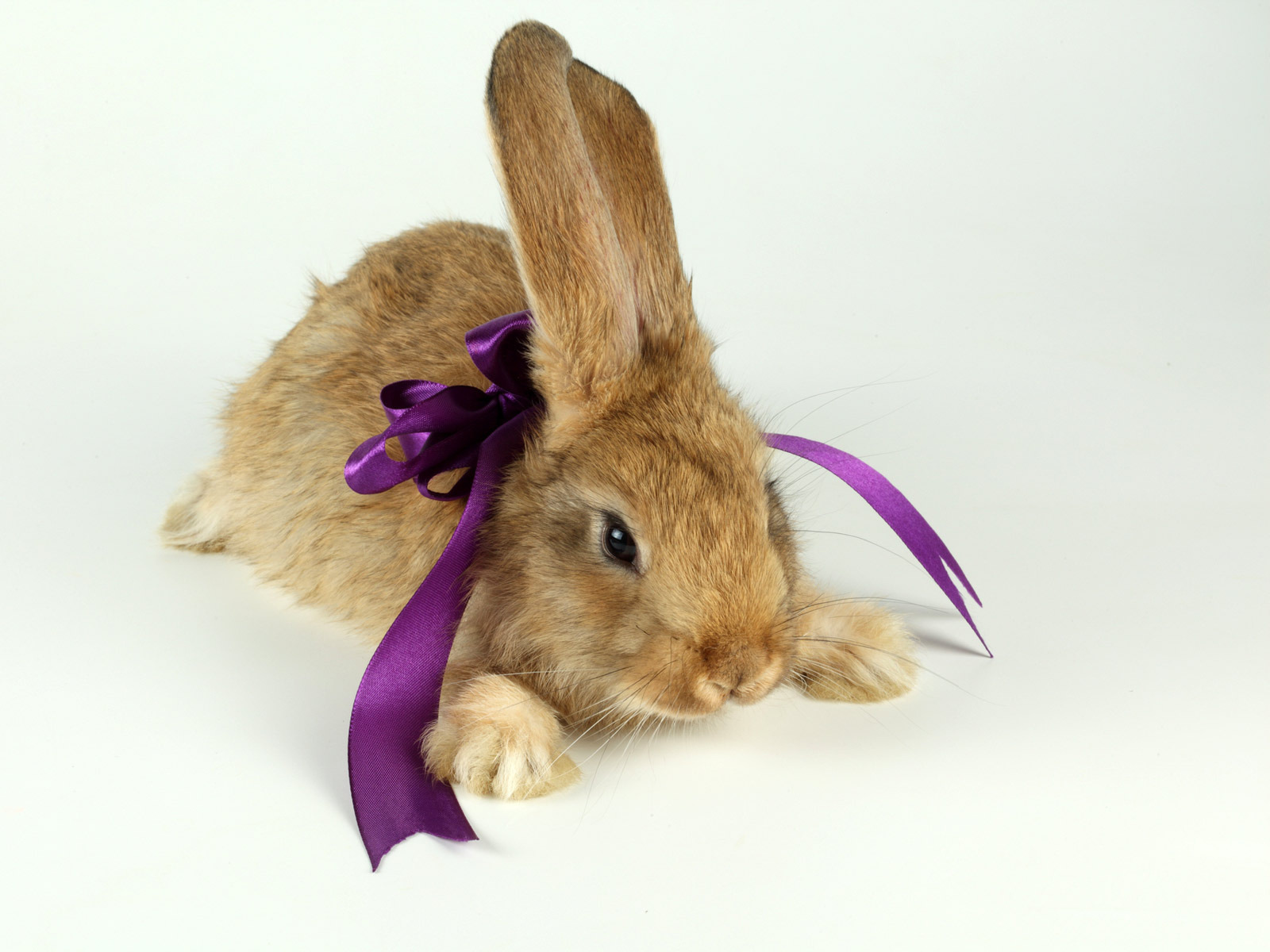 Laden Sie das Tiere, Nagetiere, Kaninchen-Bild kostenlos auf Ihren PC-Desktop herunter