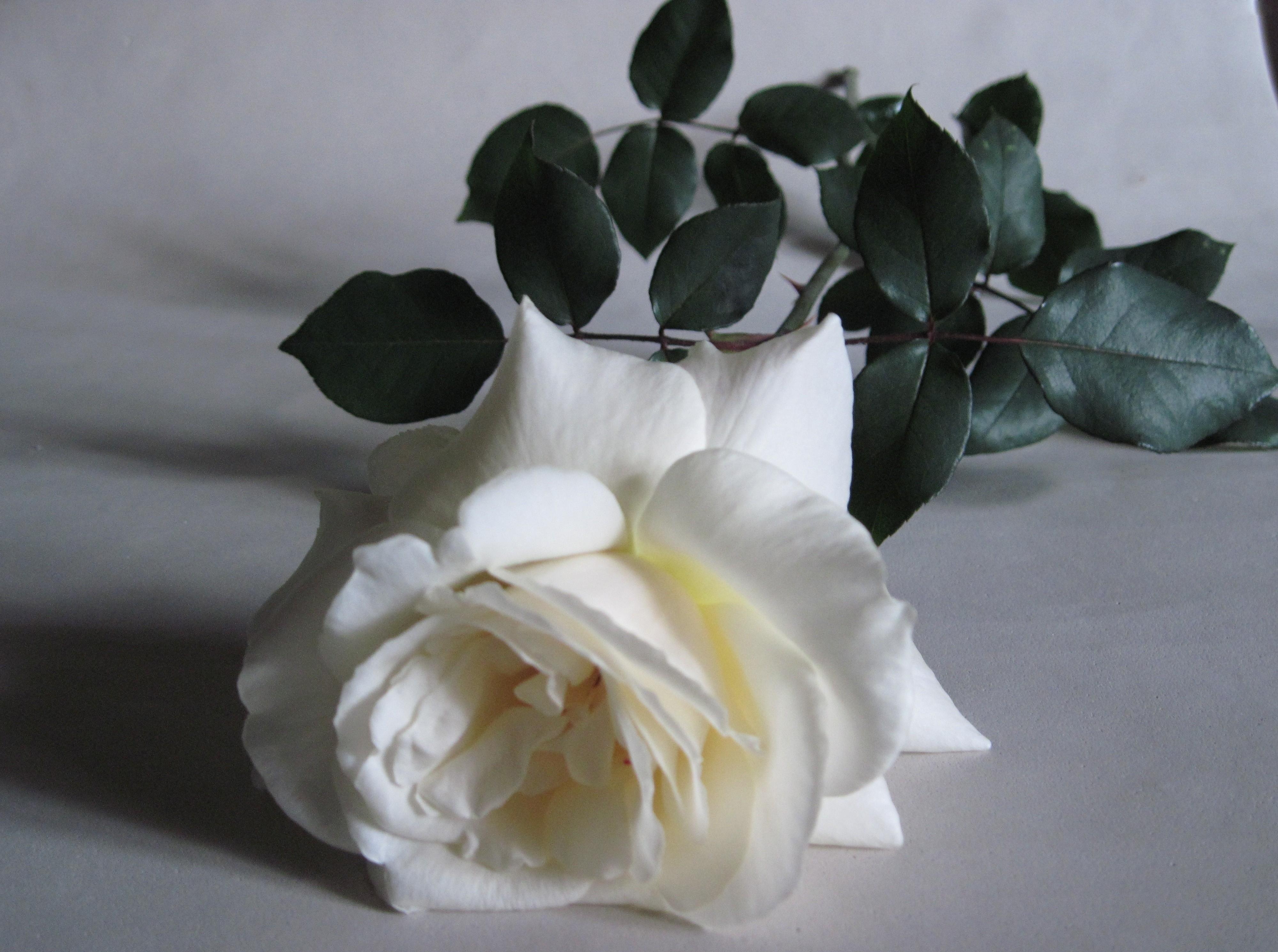 117095 économiseurs d'écran et fonds d'écran Une Rose sur votre téléphone. Téléchargez blanc, bourgeon, fleurs, rose images gratuitement
