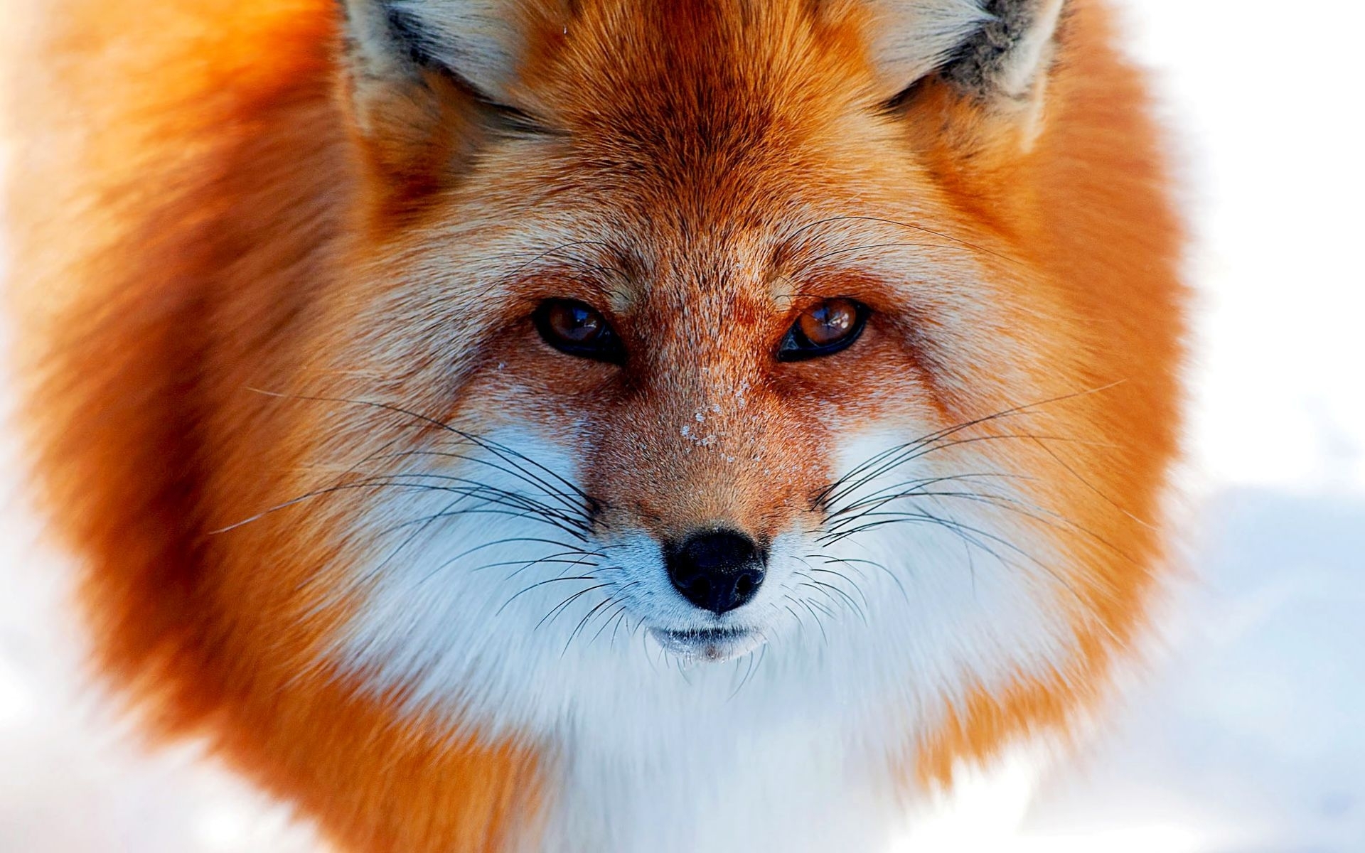Fox animals Lock Screen