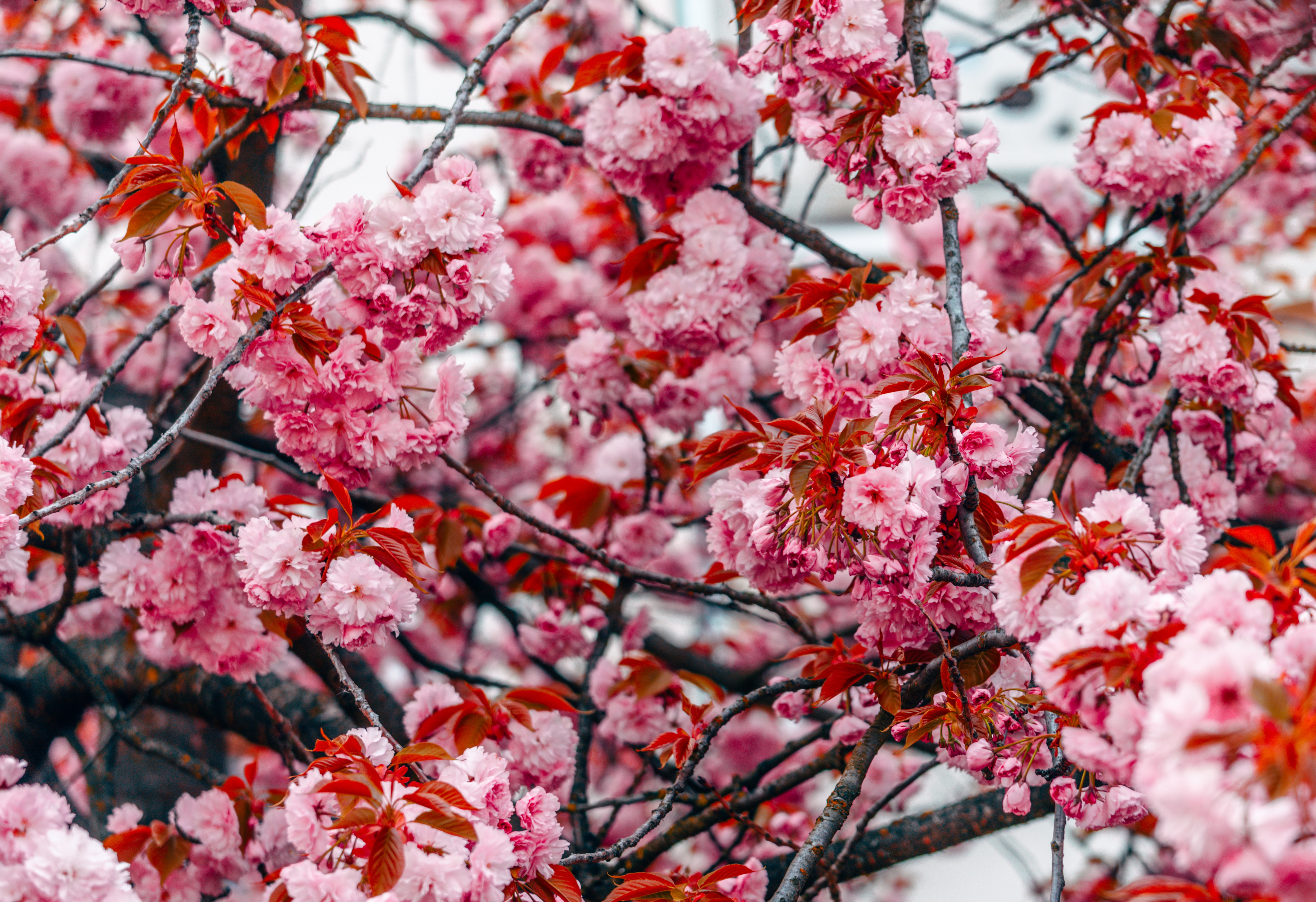 Laden Sie das Frühling, Blumen, Rosa, Holz, Baum, Geäst, Zweige, Blüht, Blüten-Bild kostenlos auf Ihren PC-Desktop herunter