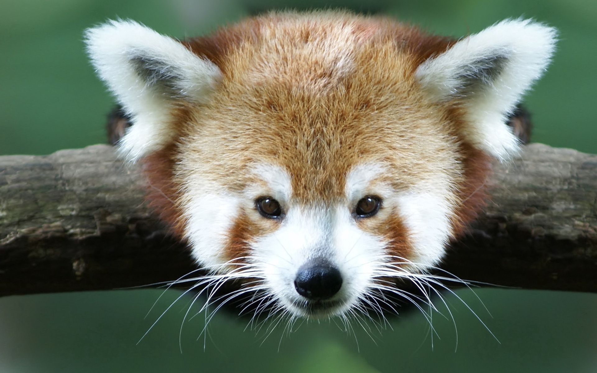 115642 Bildschirmschoner und Hintergrundbilder Roter Panda auf Ihrem Telefon. Laden Sie tiere, augen, tier, ohren, roter panda, eared Bilder kostenlos herunter