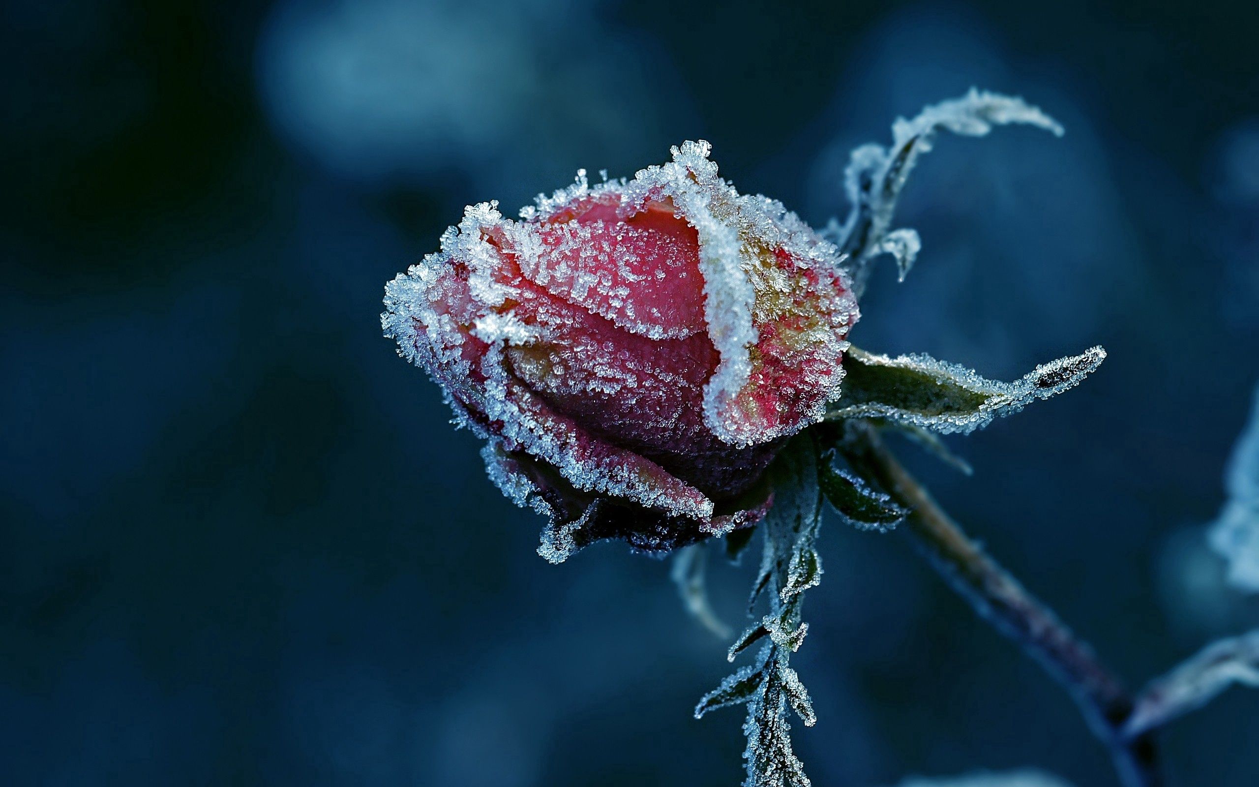 お使いの携帯電話の151087スクリーンセーバーと壁紙バラの花。 霜, 花, マクロ, 薔薇の写真を無料でダウンロード