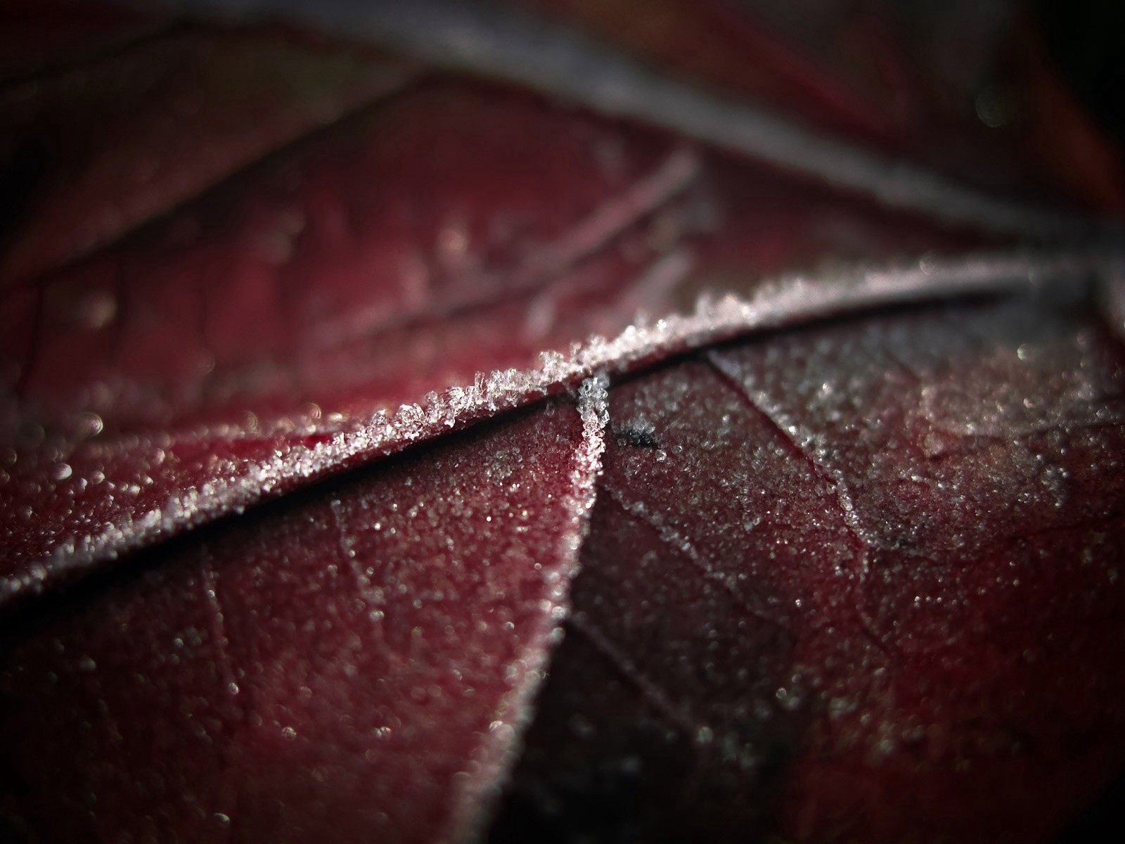 Free HD macro, sheet, leaf, frost, hoarfrost, veins