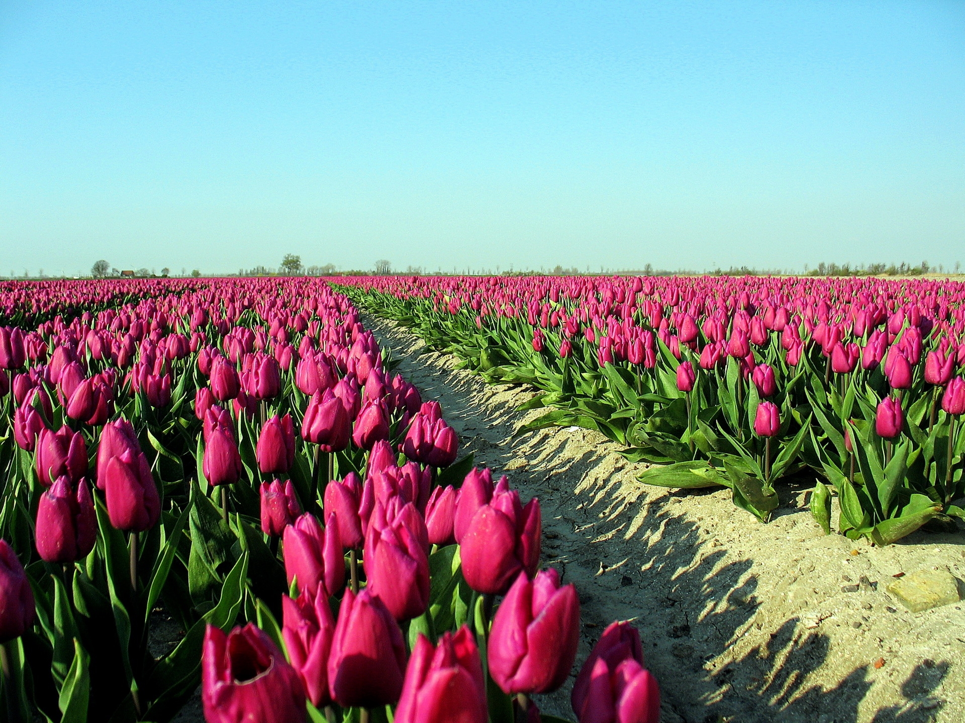 72318 descargar fondo de pantalla flores, cielo, tulipanes, camino, sombra, plantación: protectores de pantalla e imágenes gratis