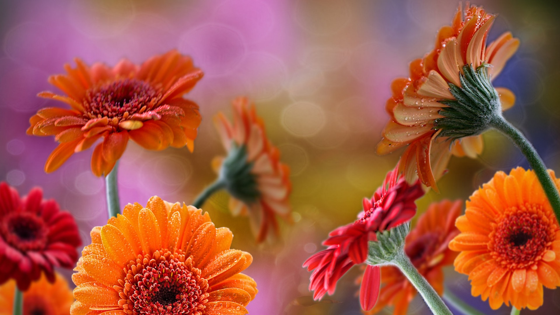 orange flower, daisy, flowers, red flower HD Mobile