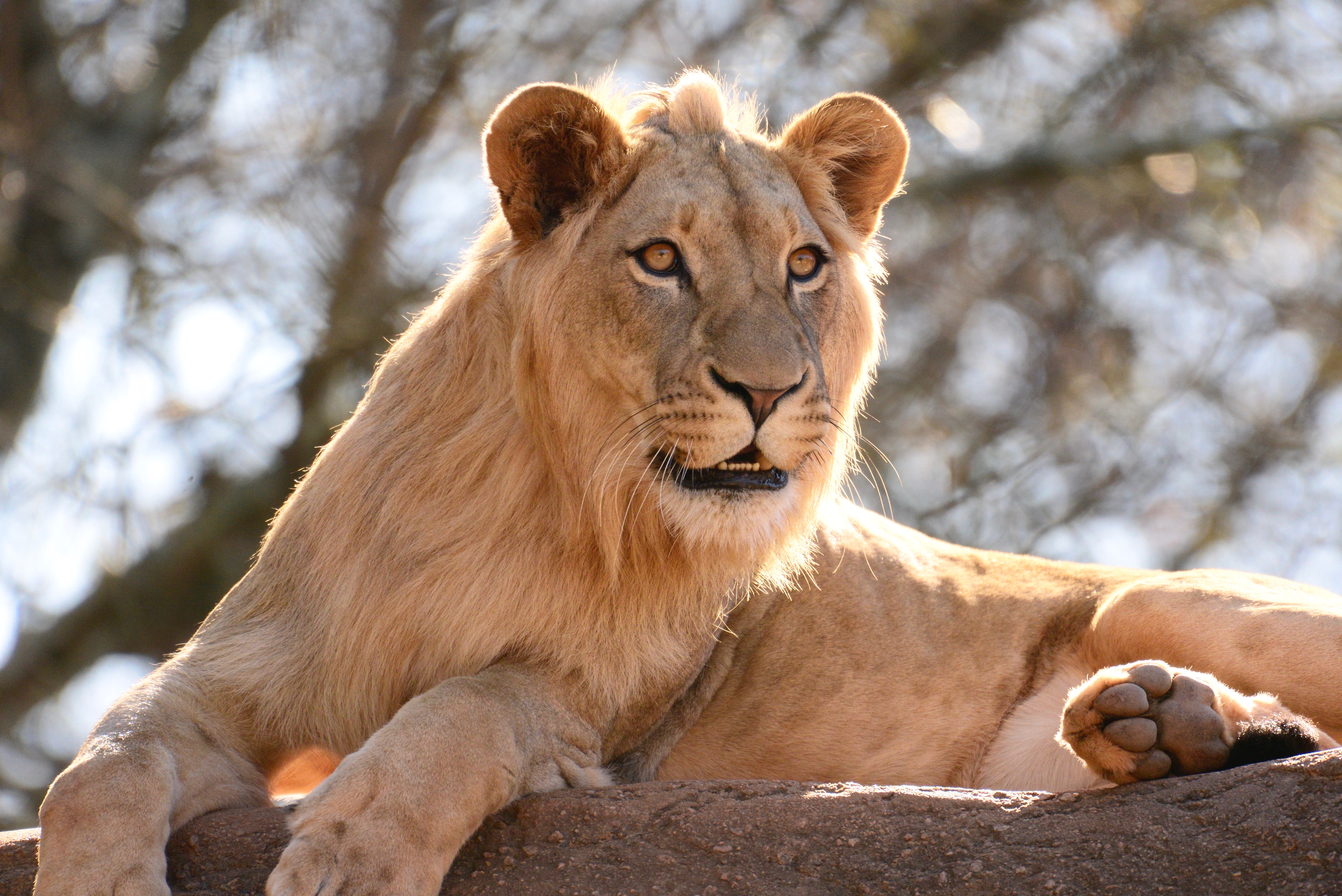 HD photos lion, king of beasts, rock, big cat