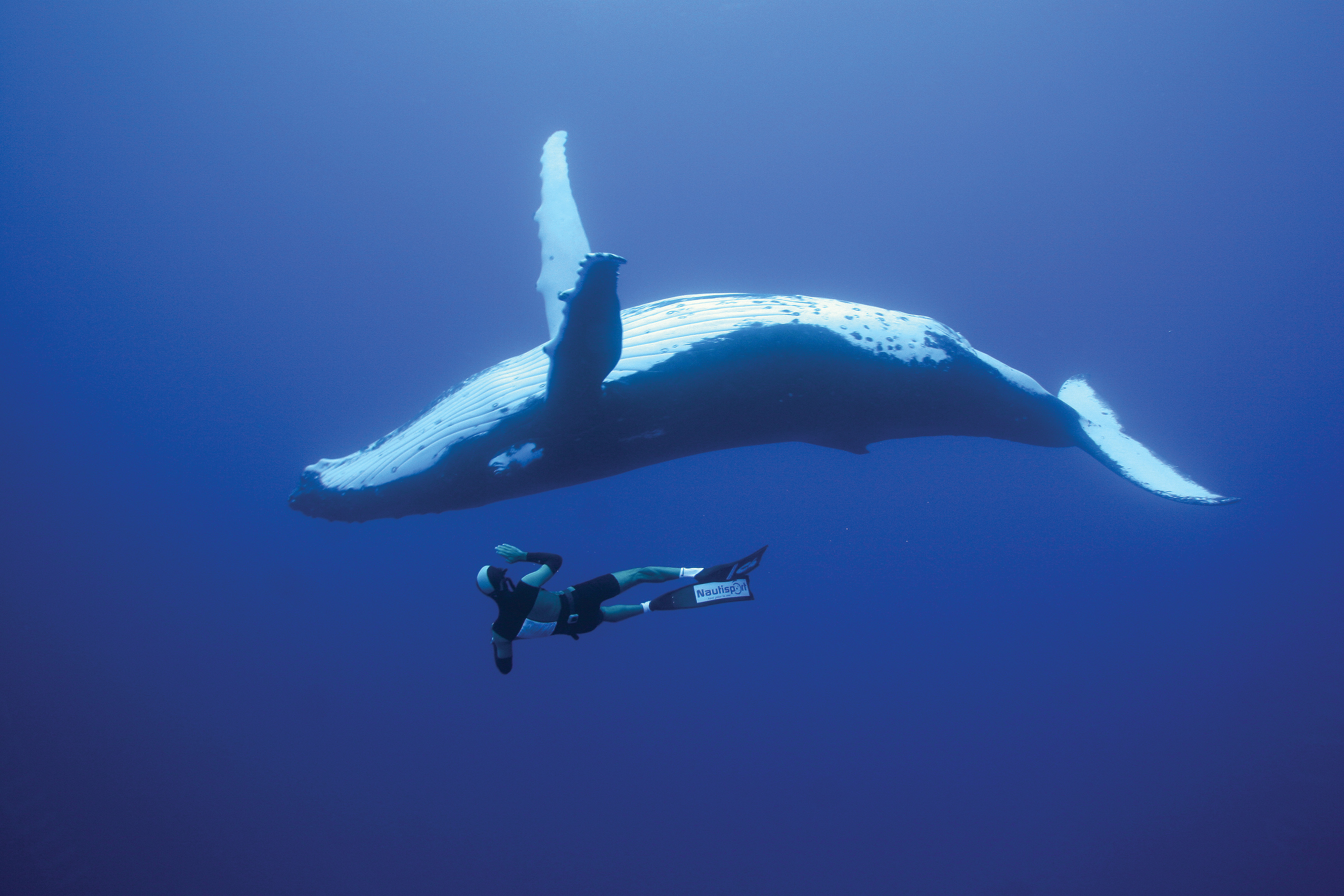 animal, whale, diver, humpback whale