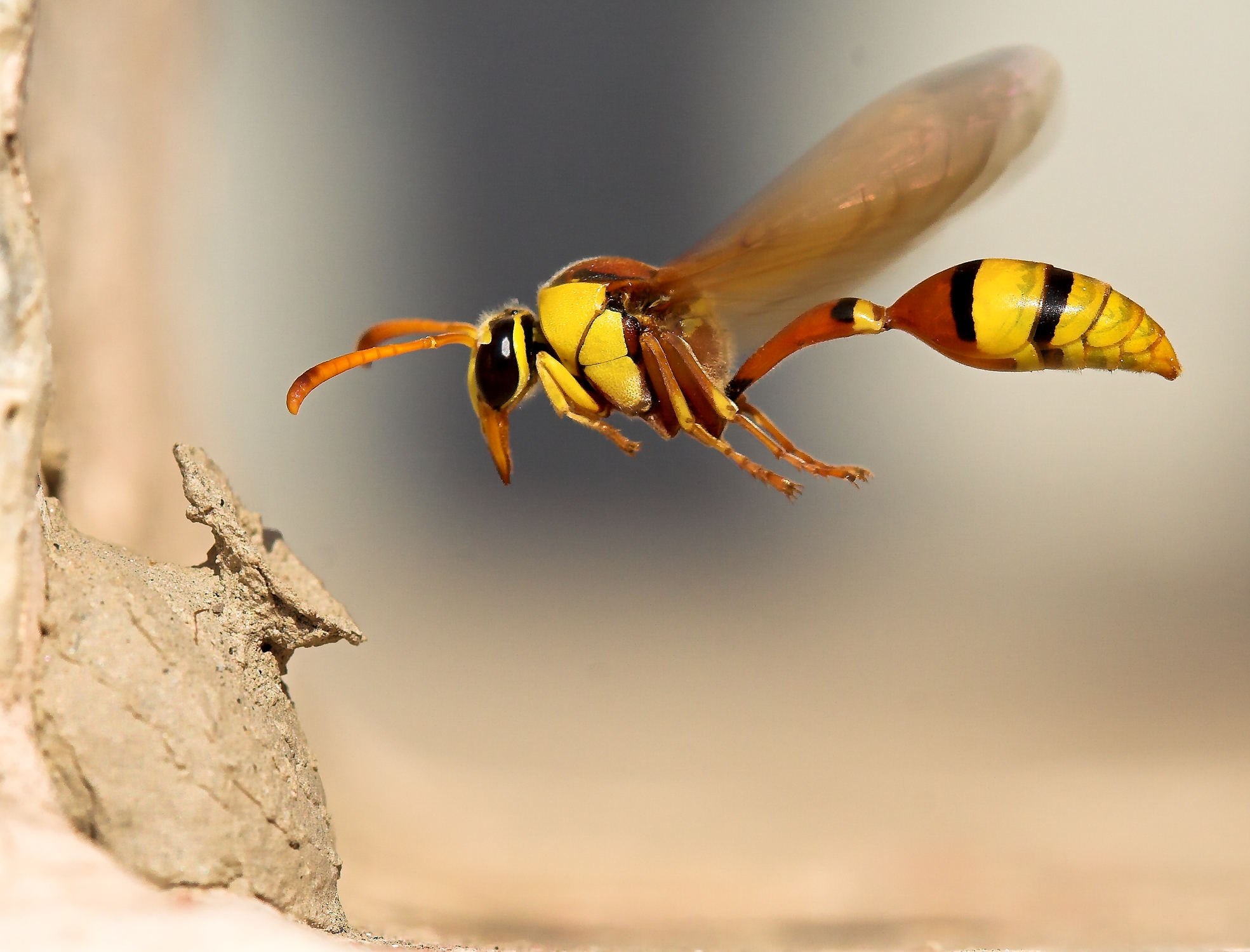 nature, wasp, insect, animal Macro HD Android Wallpapers