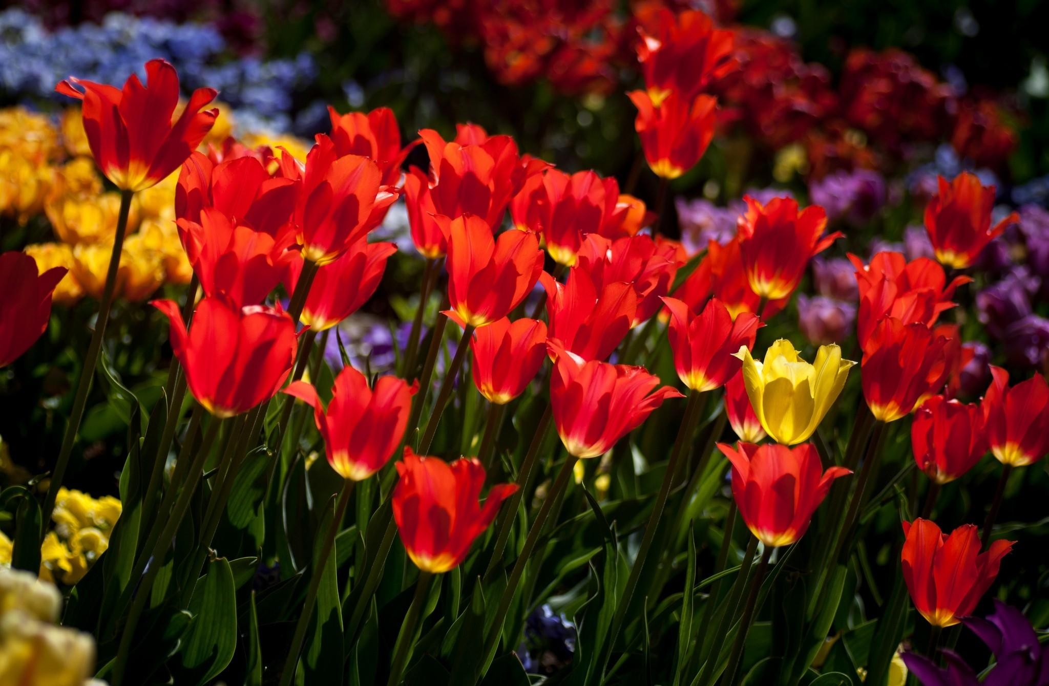 Laden Sie das Tulpen, Blumen, Blumenbeet, Stimmung, Sonnig, Sonnigen-Bild kostenlos auf Ihren PC-Desktop herunter