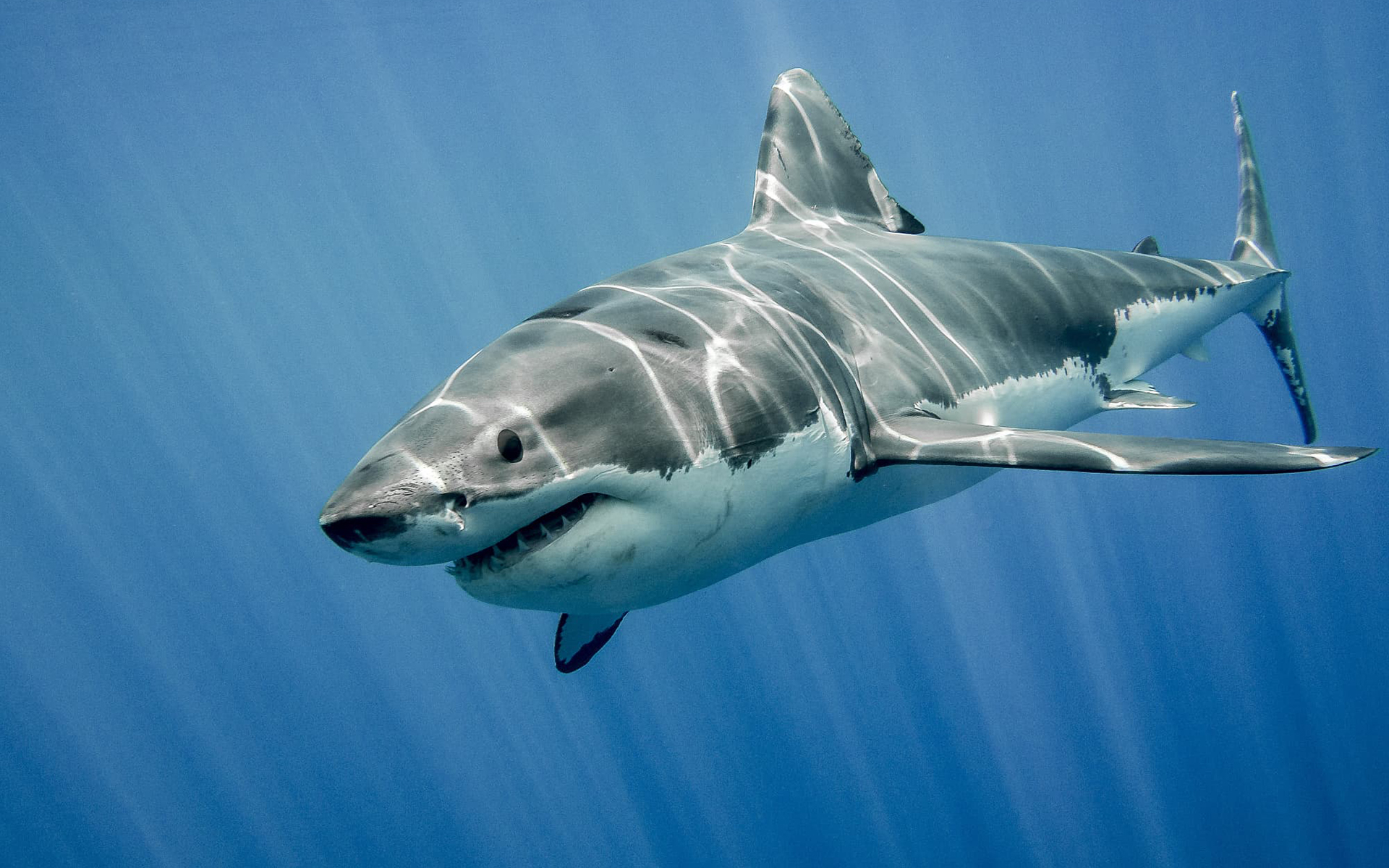 Белая акула дип Блю