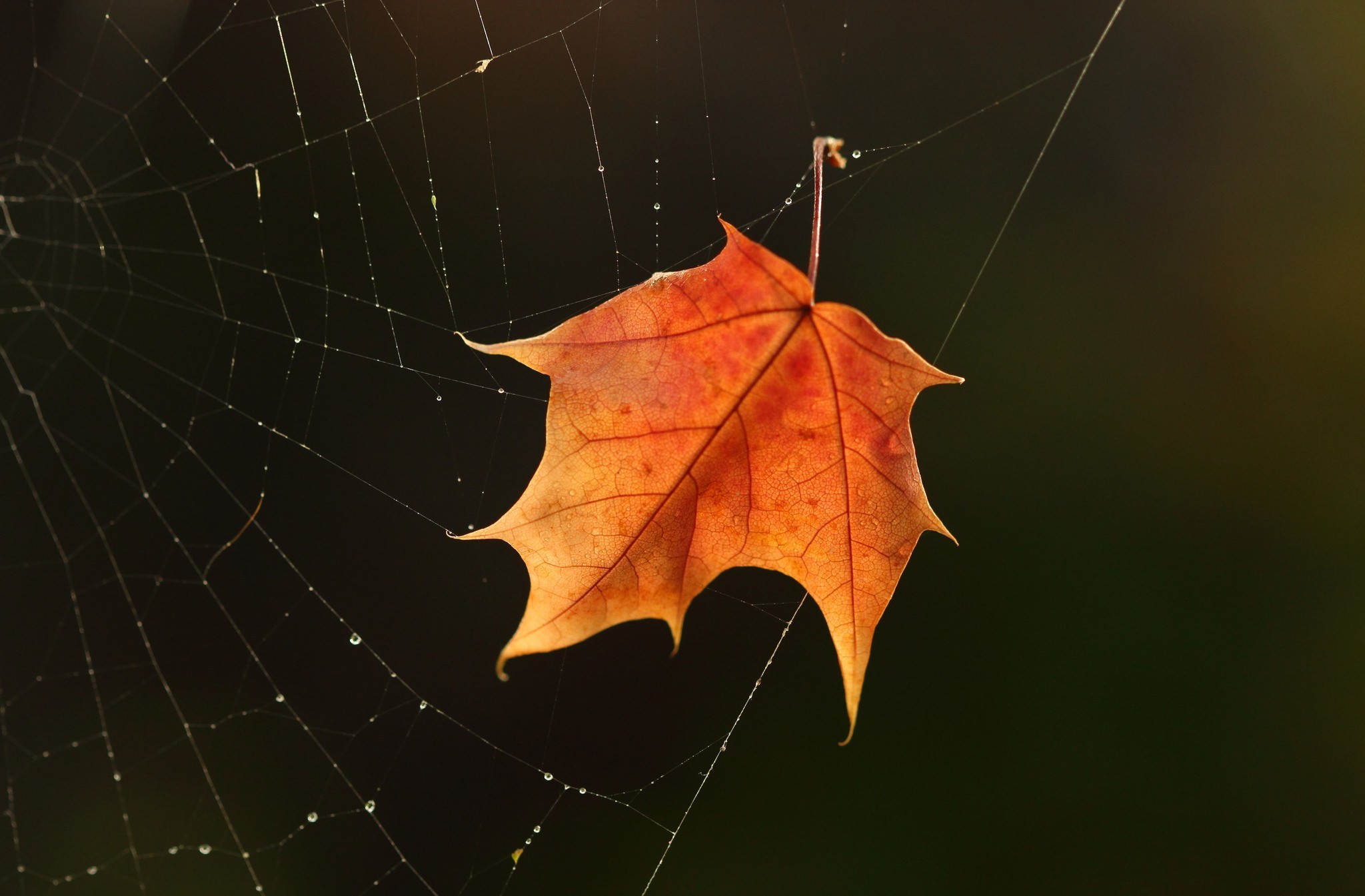 Осень лист в паутинке