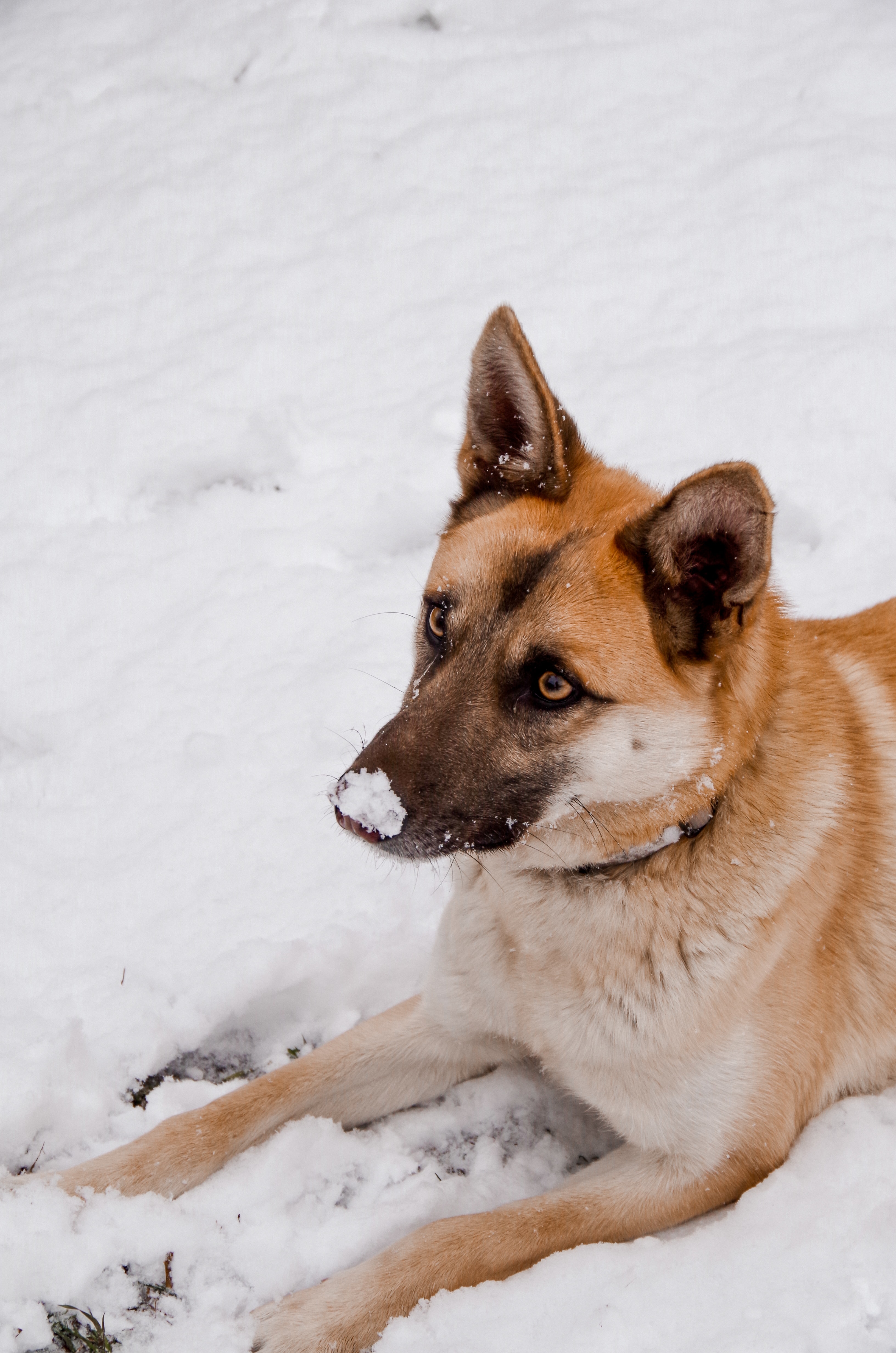 dog, sweetheart, snow, animals HD Mobile