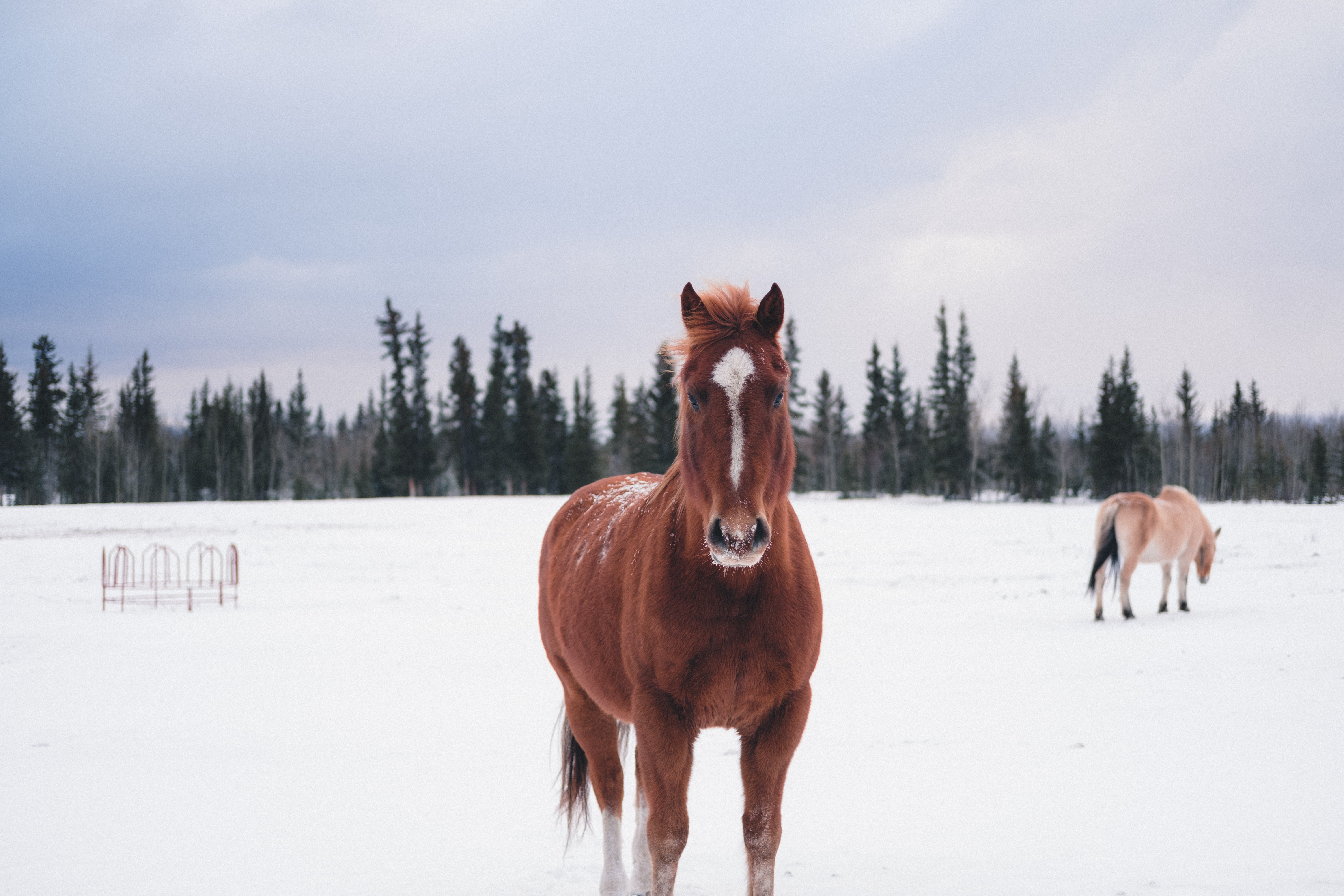 99345 Hintergrundbilder und Pferd Bilder auf dem Desktop. Laden Sie tiere, winter, schnee, wald, pferd Bildschirmschoner kostenlos auf den PC herunter