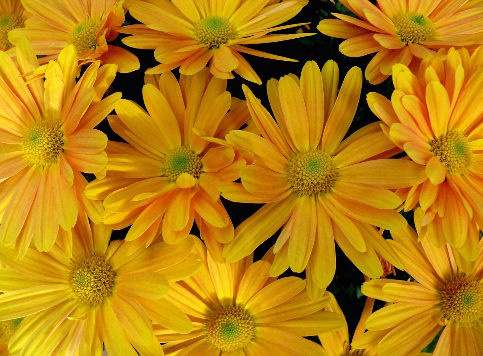 Laden Sie das Blumen, Blütenblätter, Nahaufnahme, Nahansicht-Bild kostenlos auf Ihren PC-Desktop herunter