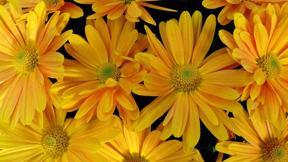 52606 descargar imagen flores, amarillo, pétalos, de cerca, primer plano