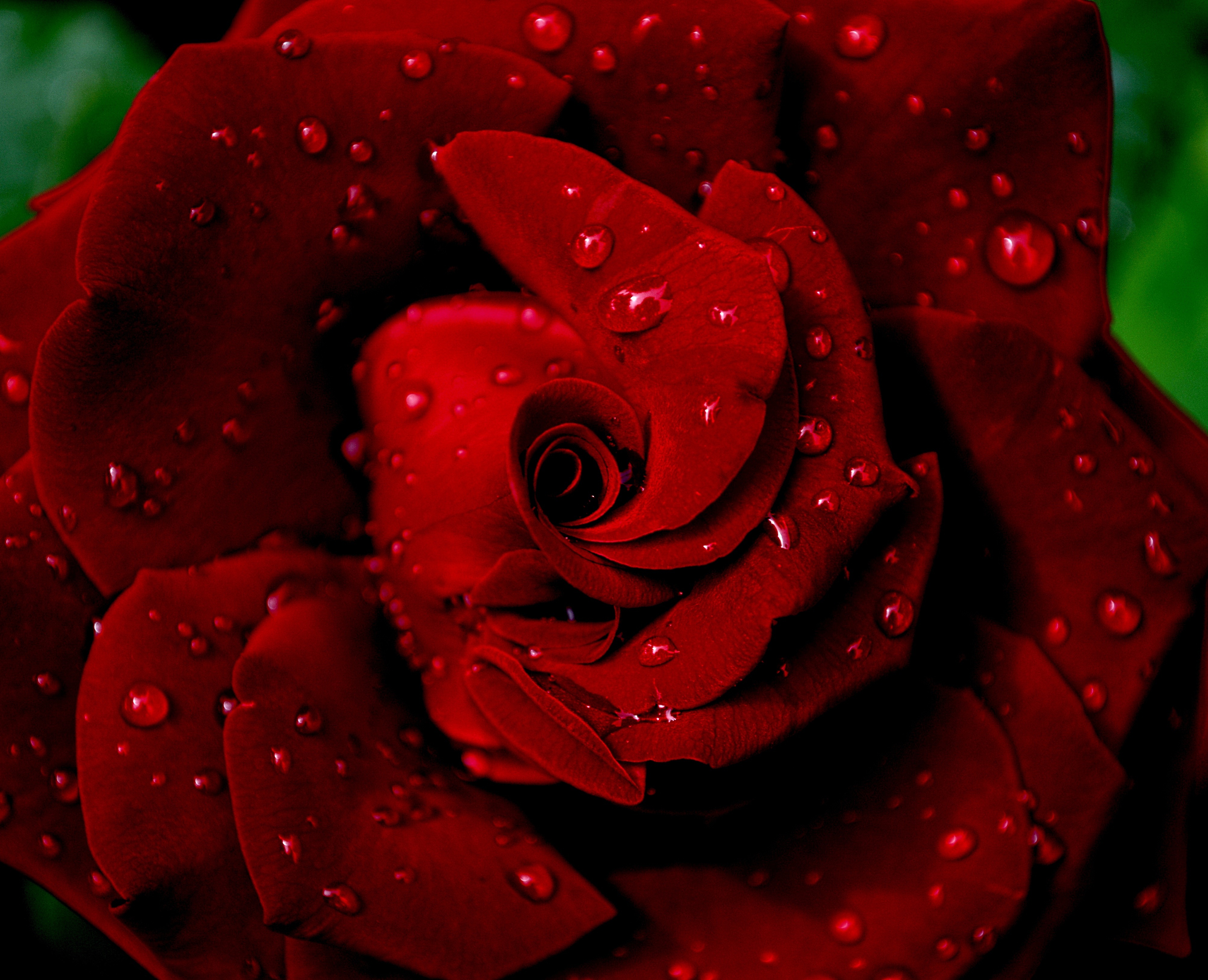 drops, petals, flowers, red, rose flower, rose, wet, dew Full HD