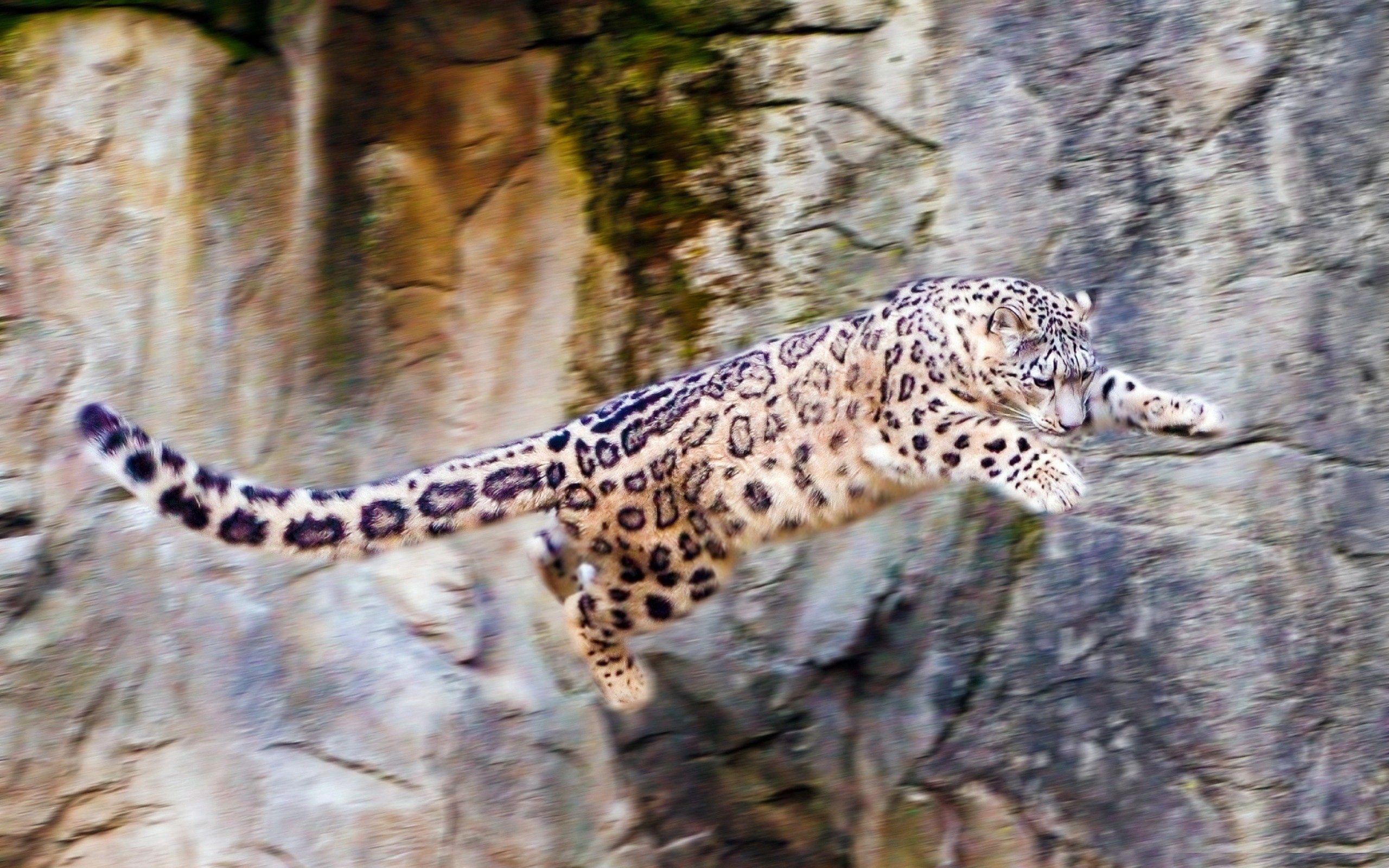 148307 économiseurs d'écran et fonds d'écran Snow Leopard sur votre téléphone. Téléchargez gros chat, fauve, sauter, animaux images gratuitement