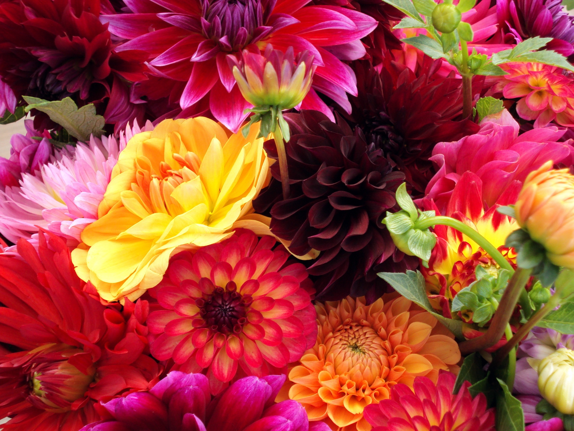 flowers, bright, dahlias, buds, different Free Stock Photo