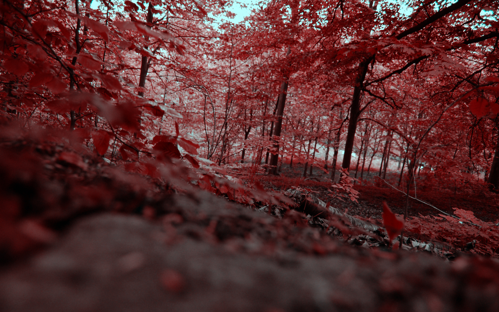 forest, leaf, fall, earth, red