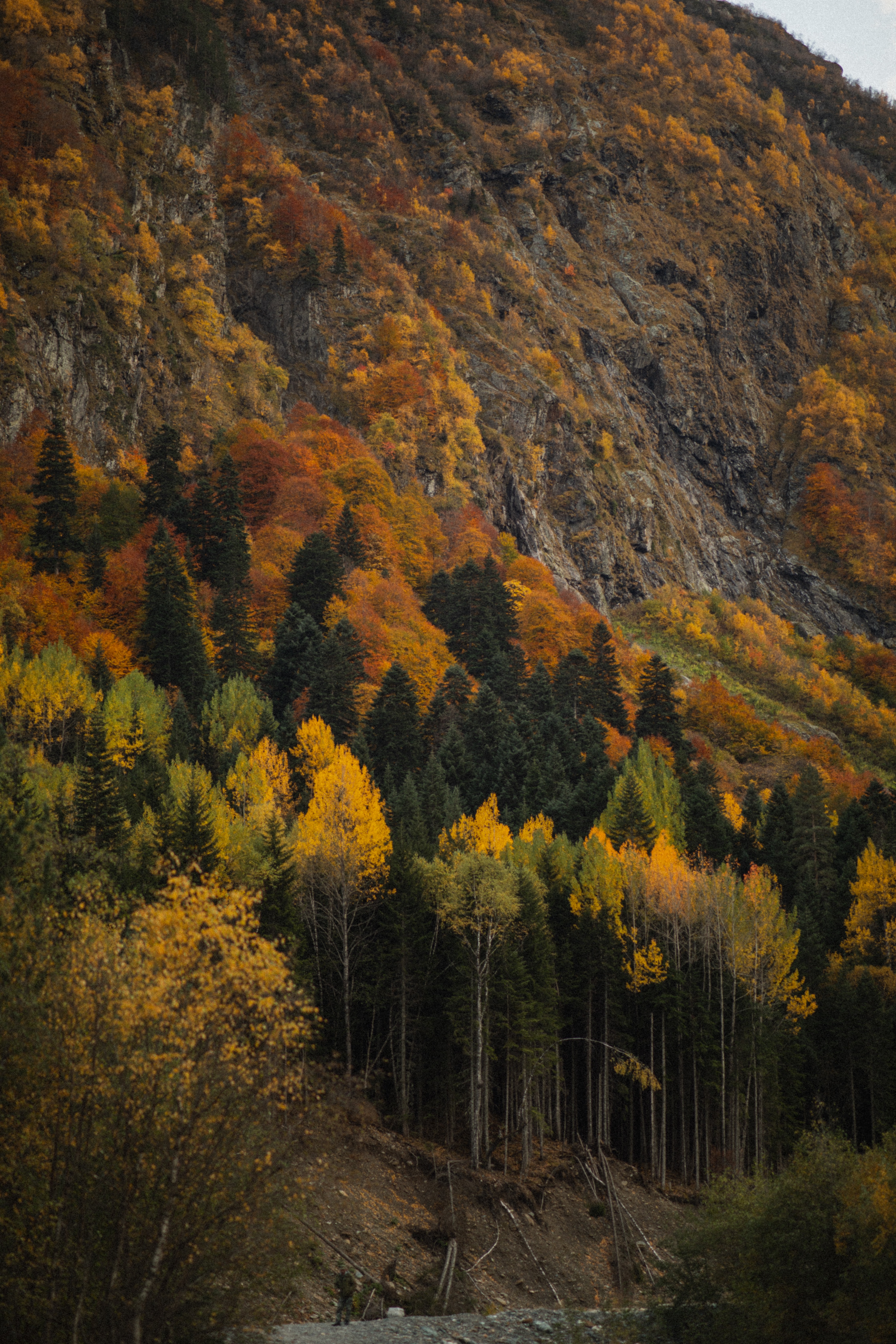 Mobile wallpaper autumn, nature, trees, forest, slope