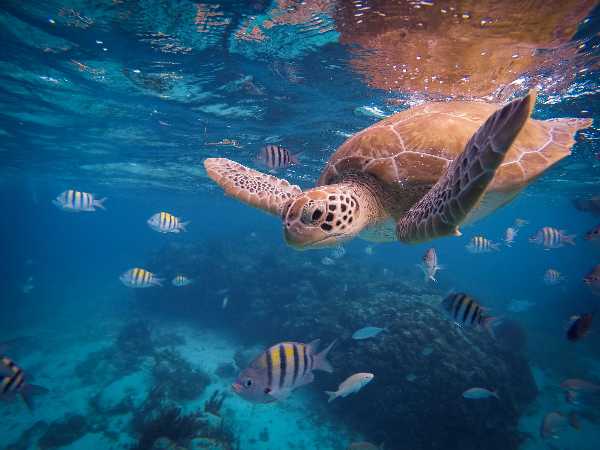 tropical fish, underwater, sea life, turtles, sea turtle, animal 5K